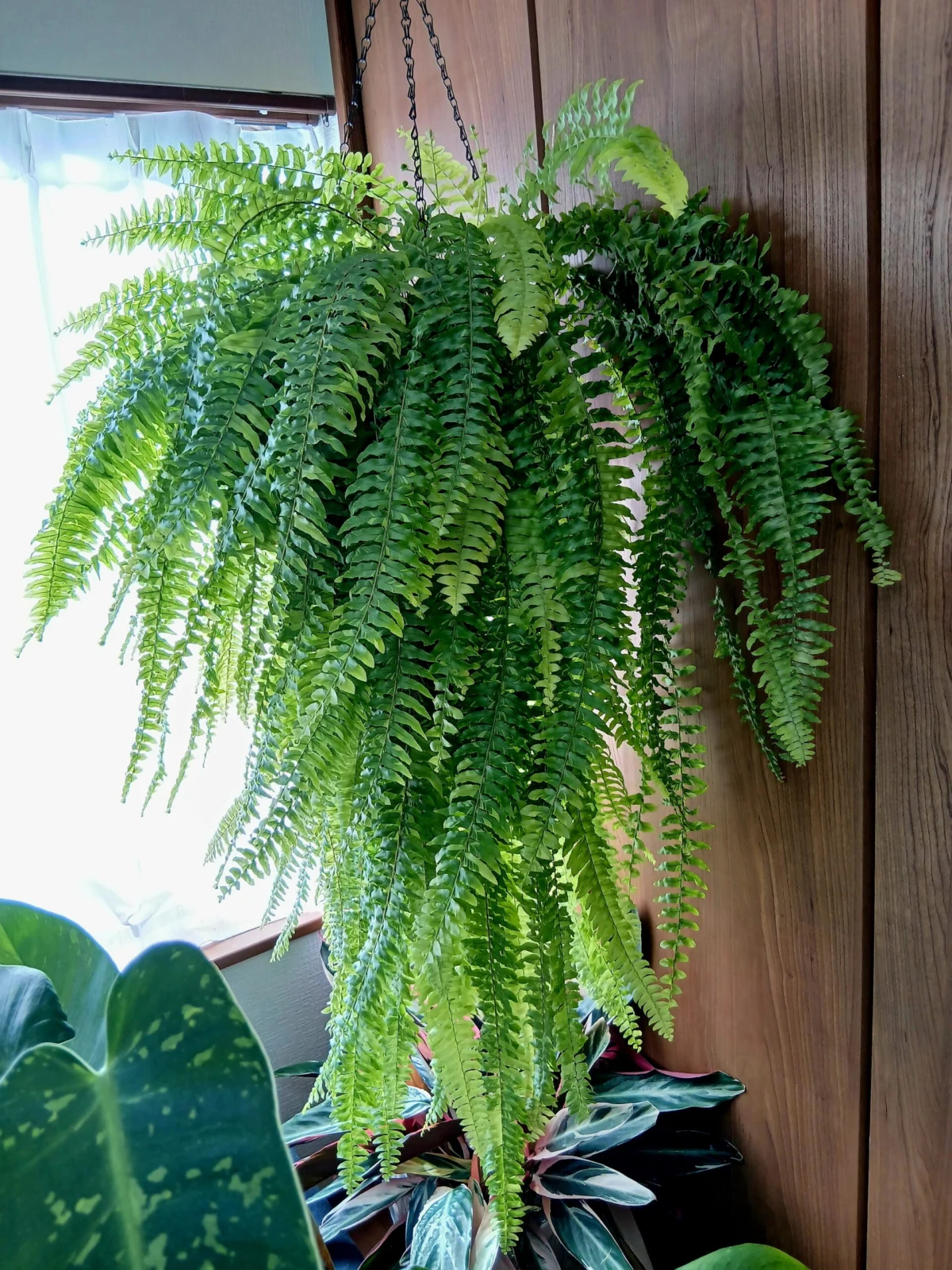 ネフロレピス　ハッピーマーブル