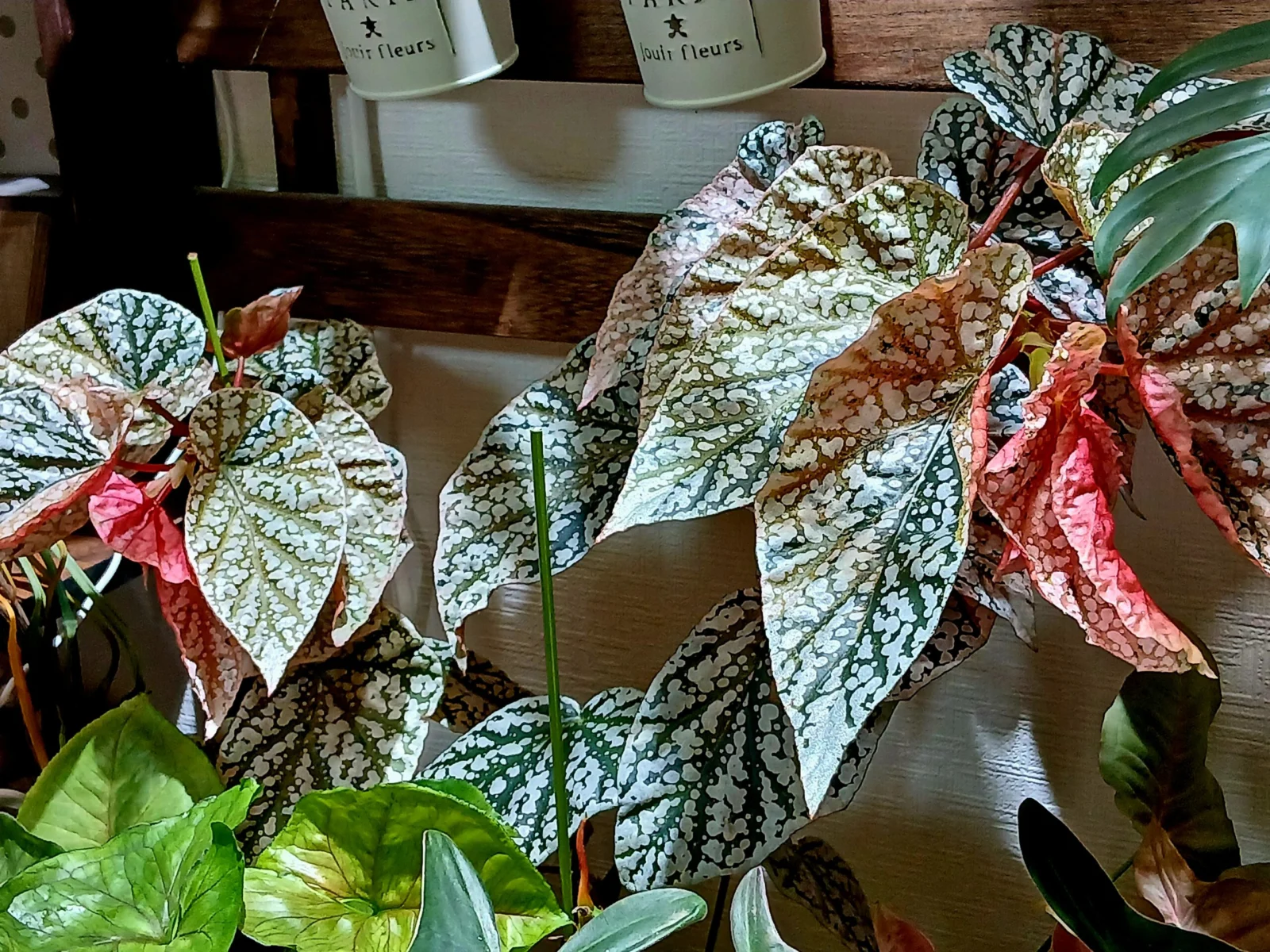 ベゴニア　スノーキャップド　バリエガータ