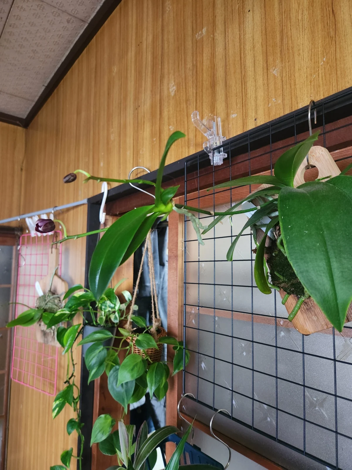 蘭　胡蝶蘭　シャチ