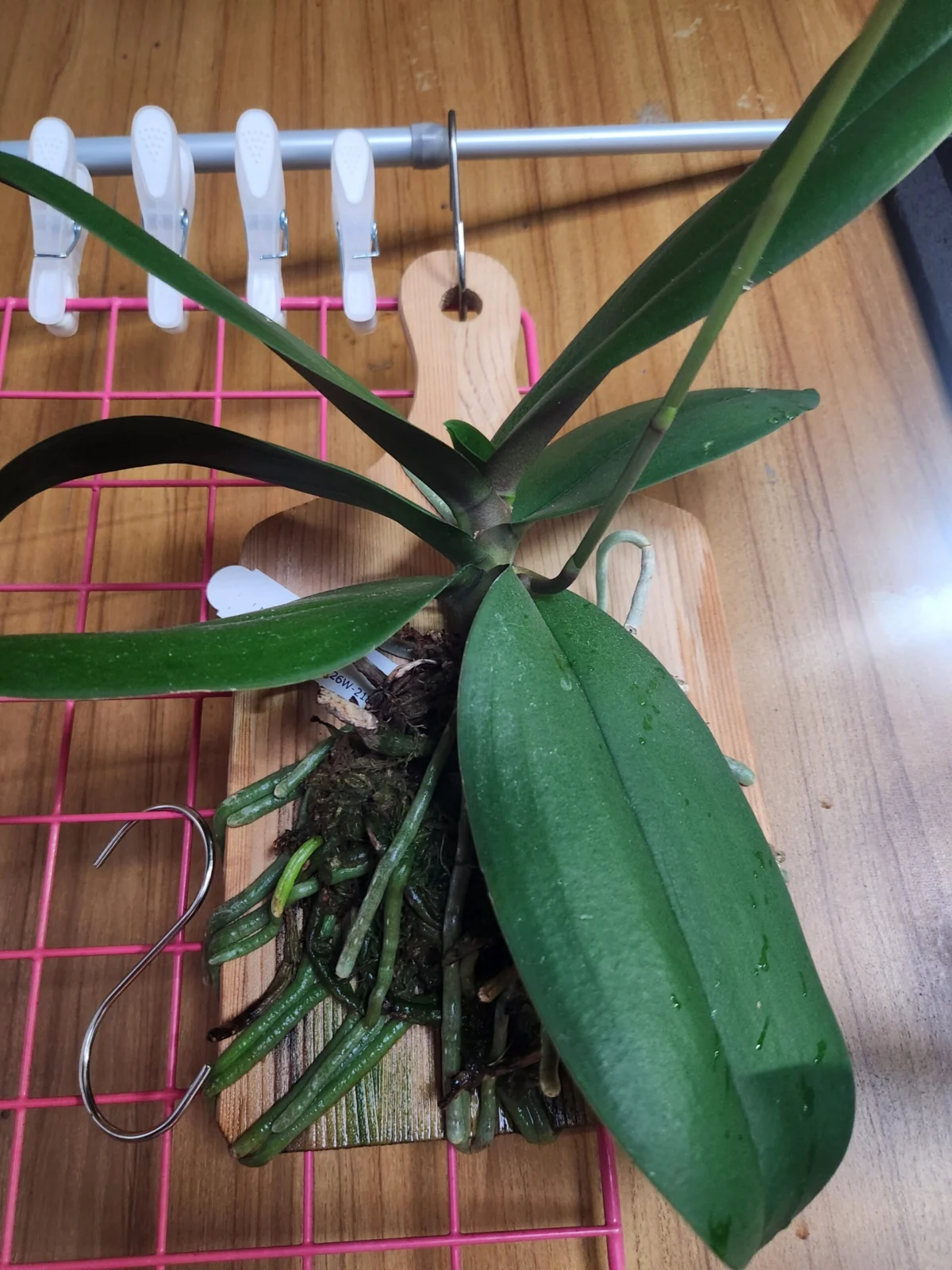 蘭　胡蝶蘭　マンテンコウ