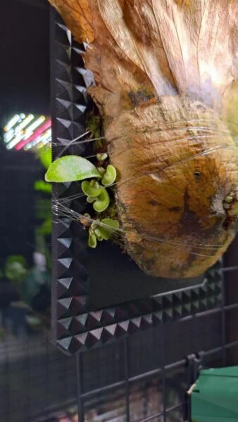 ビカクシダ