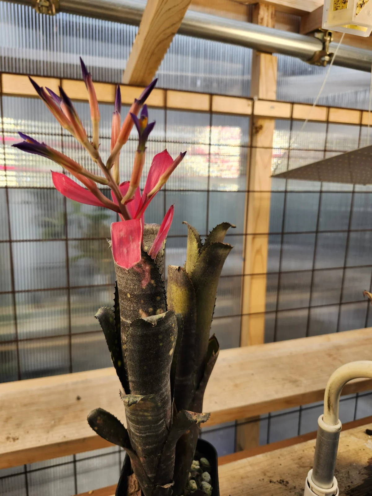 ビルベルギア　リトルブラック　開花