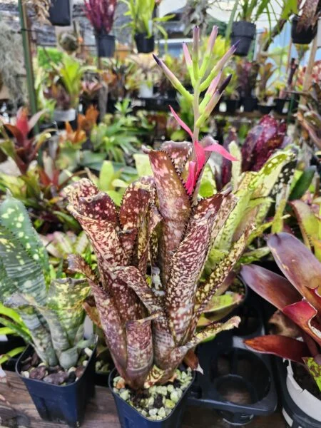 ビルベルギア　アポカリプティック　花芽