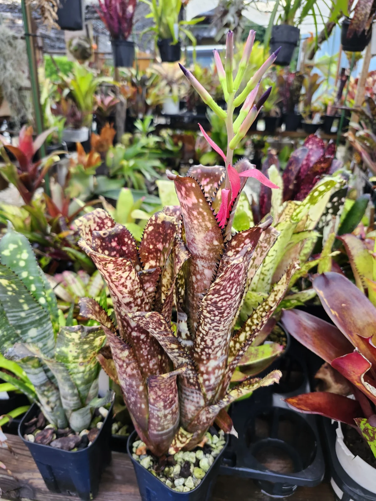 ビルベルギア　アポカリプティック　花芽