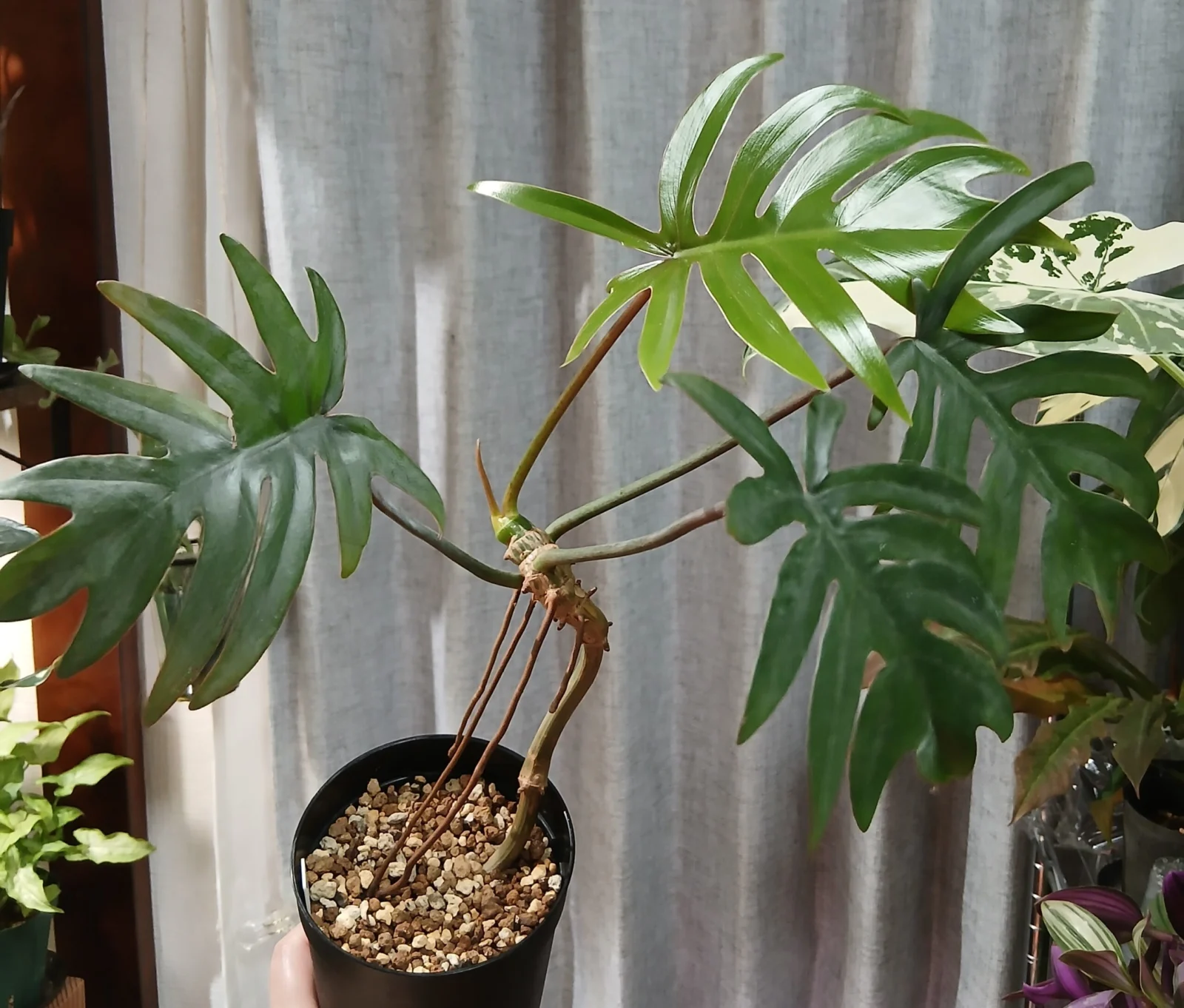 フィロデンドロン　マヨイ