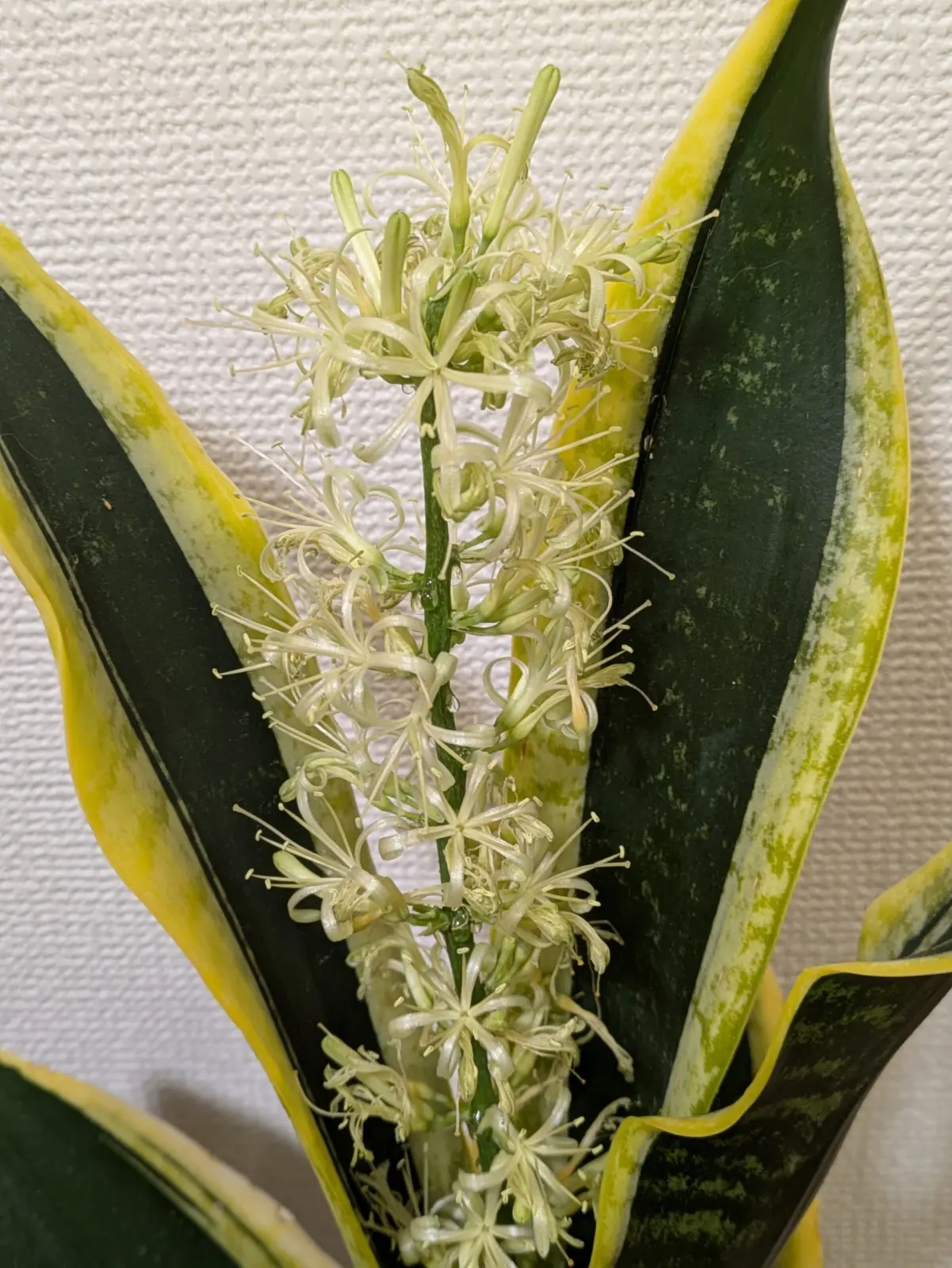 サンセベリア　花　謎品種