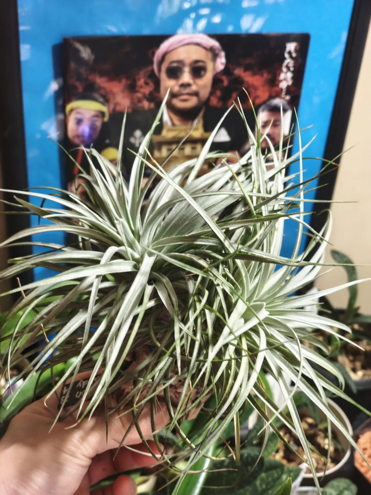 ティランジア コットンキャンディ