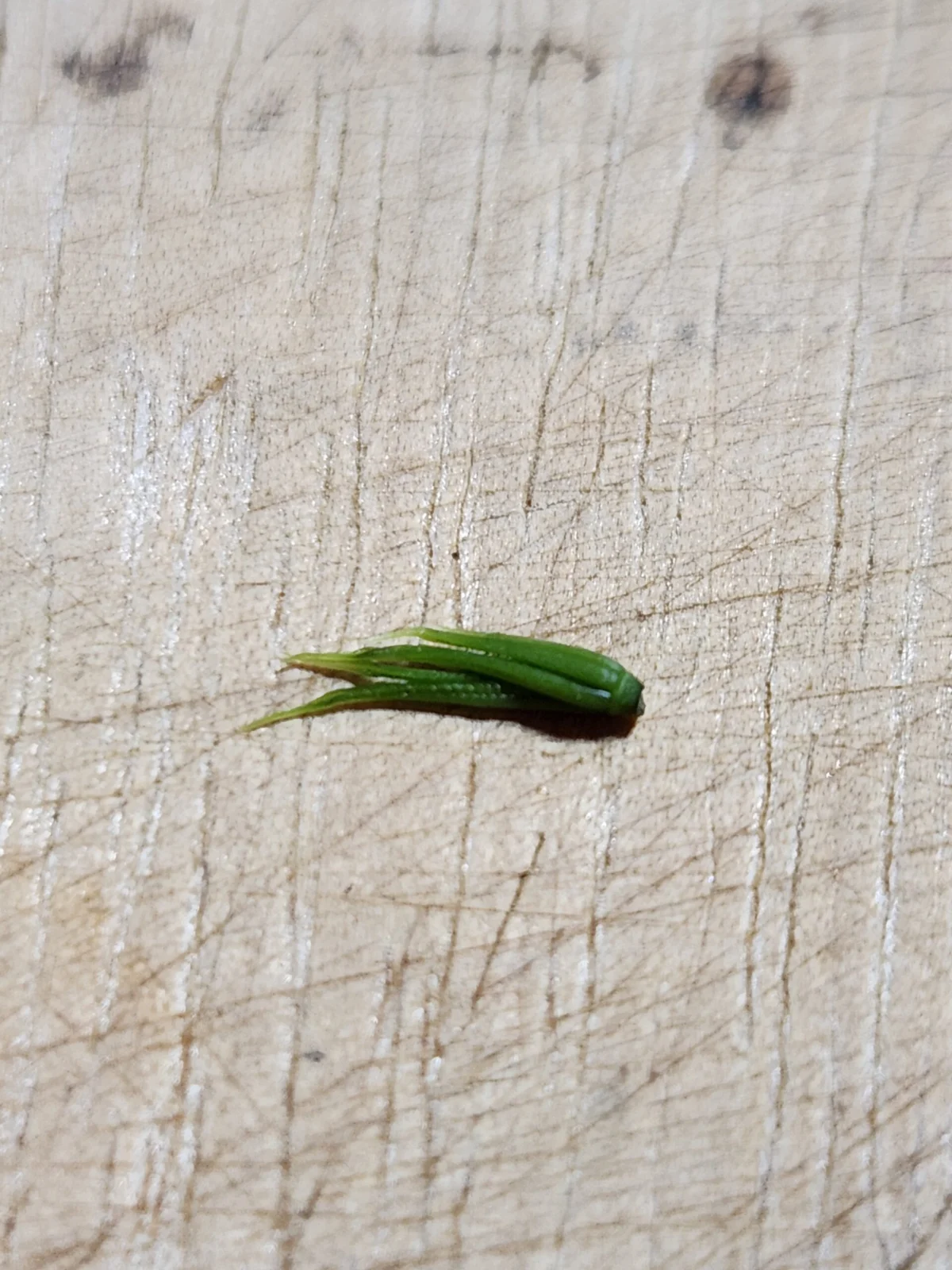 エアプランツ　　謎