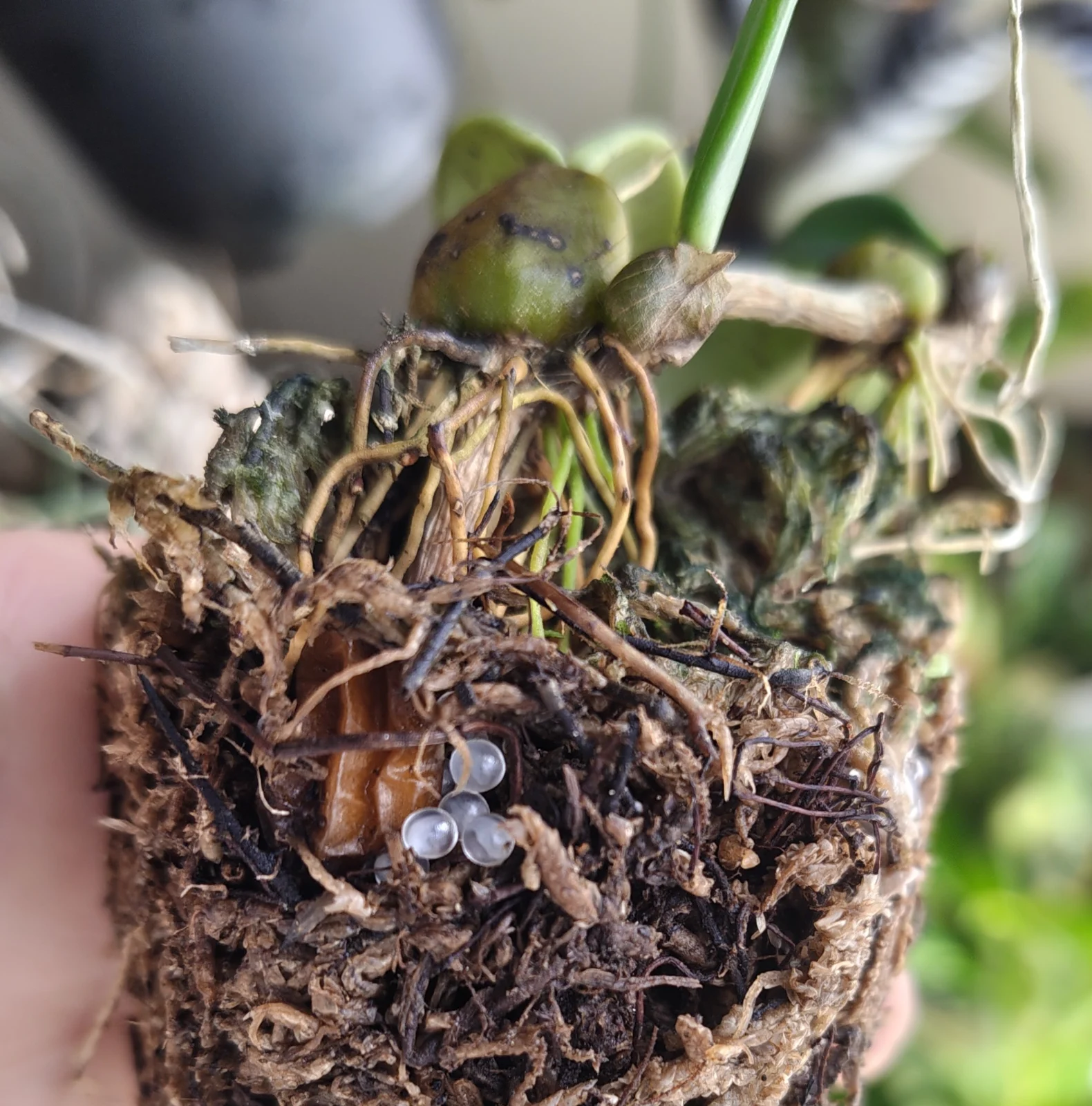 バルボフィラム フロスティ 害虫 ナメクジ