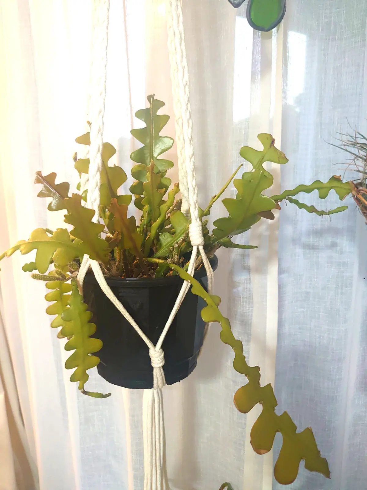 サボテン エピフィルム アングリガー