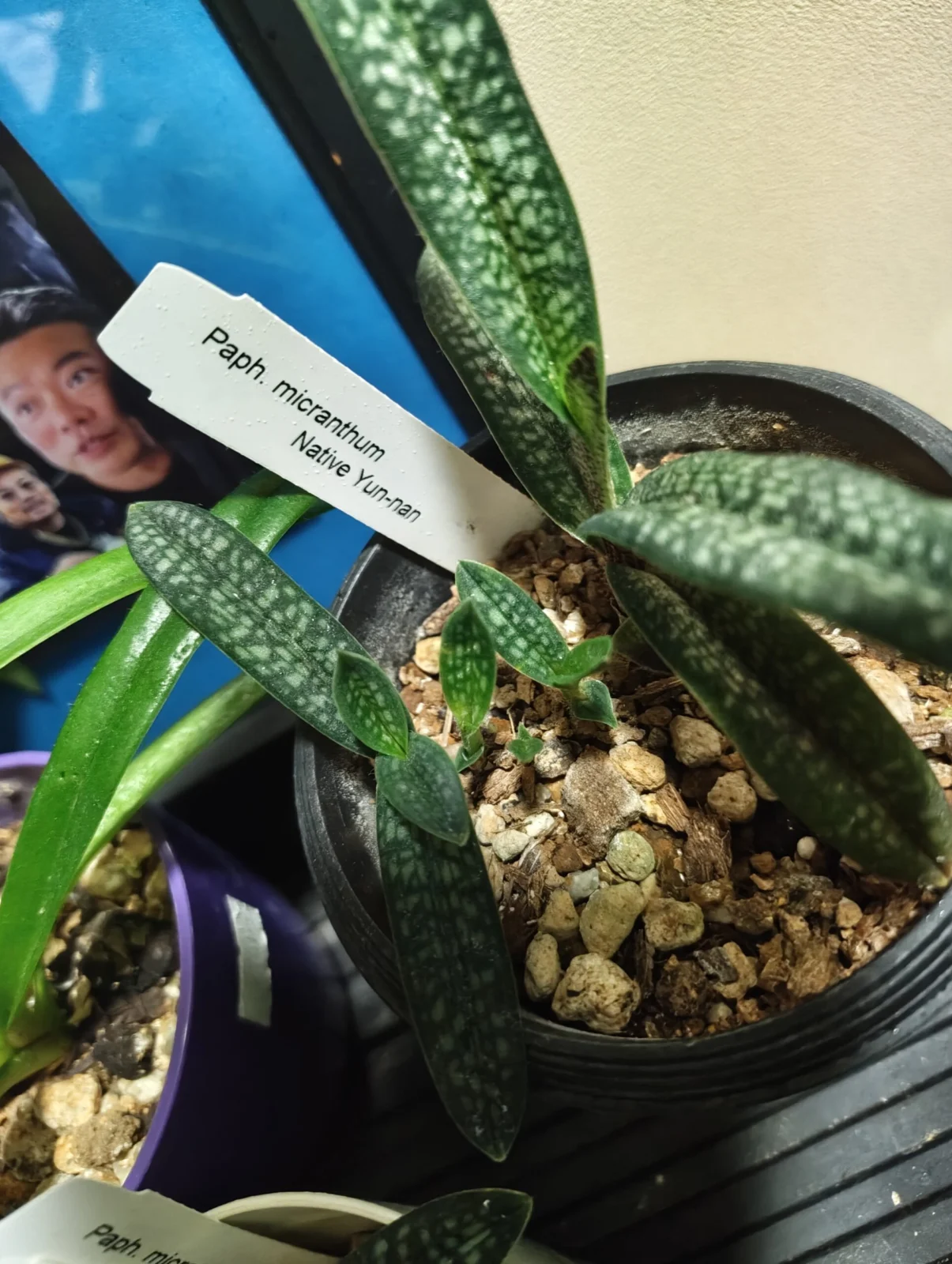 パフィオペディラム ミクランサム