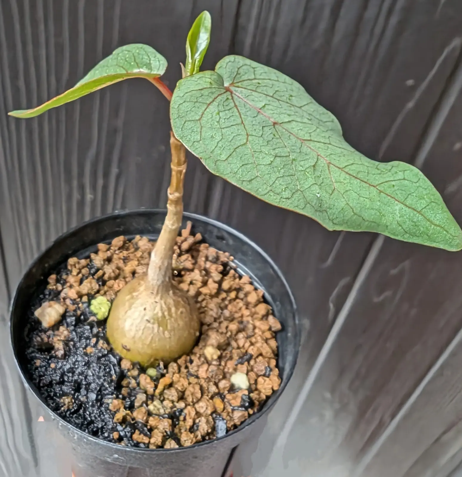 フィカス　ペティオラリス　実生