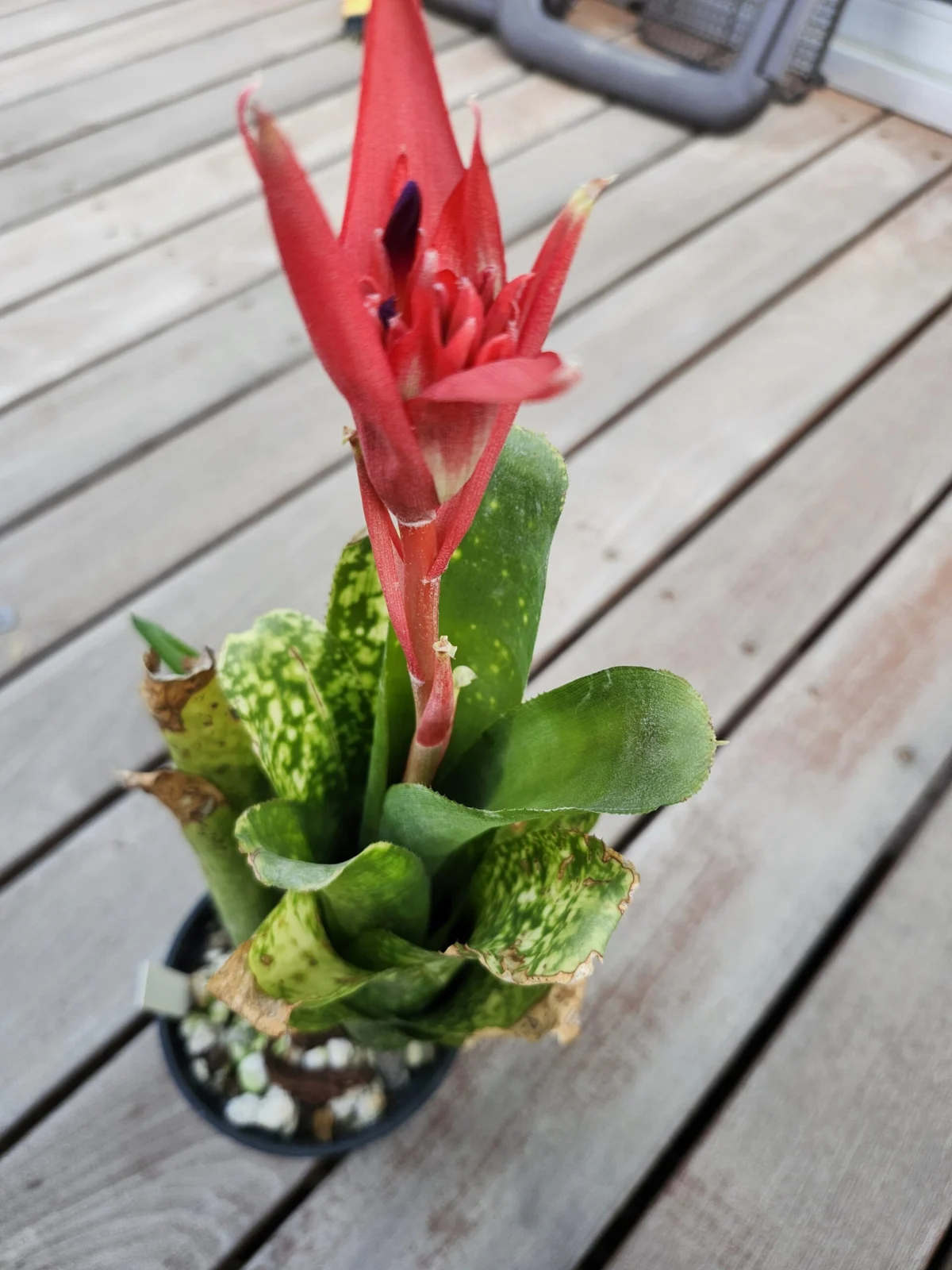 ビルベルギア　ヒュンメルズ　ファンタジア　花芽