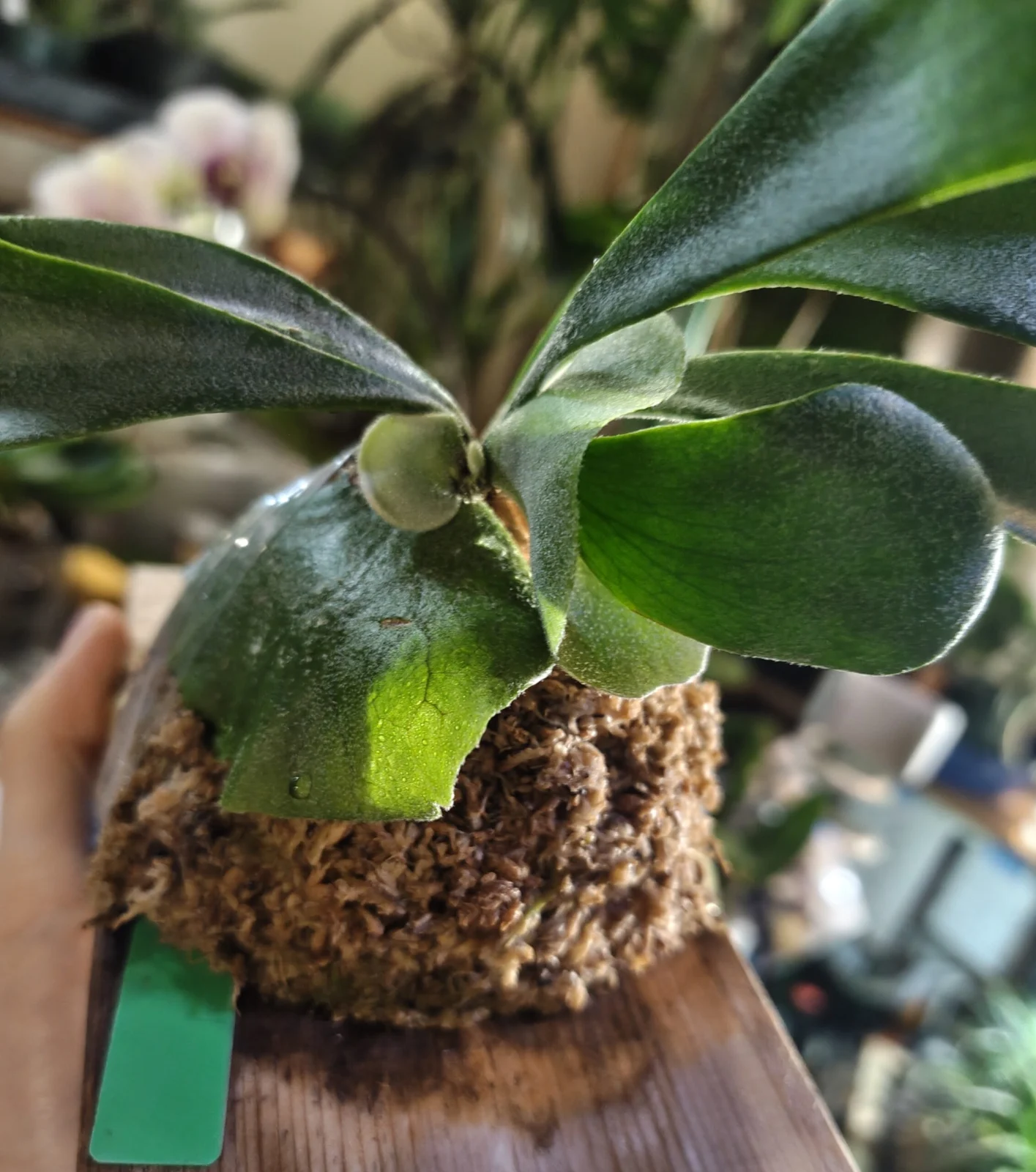 ビカクシダ ウィリンキー 胞子培養