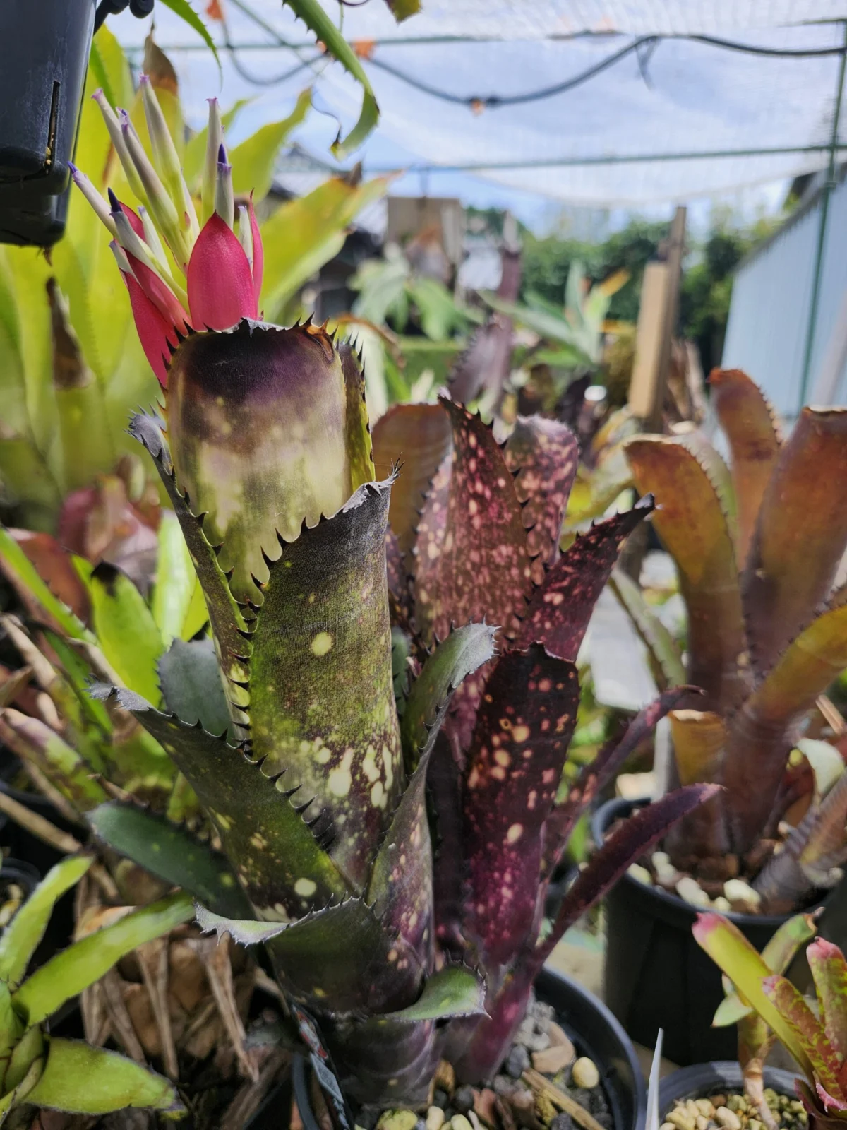 ビルベルギア　オーバージーン　花芽　