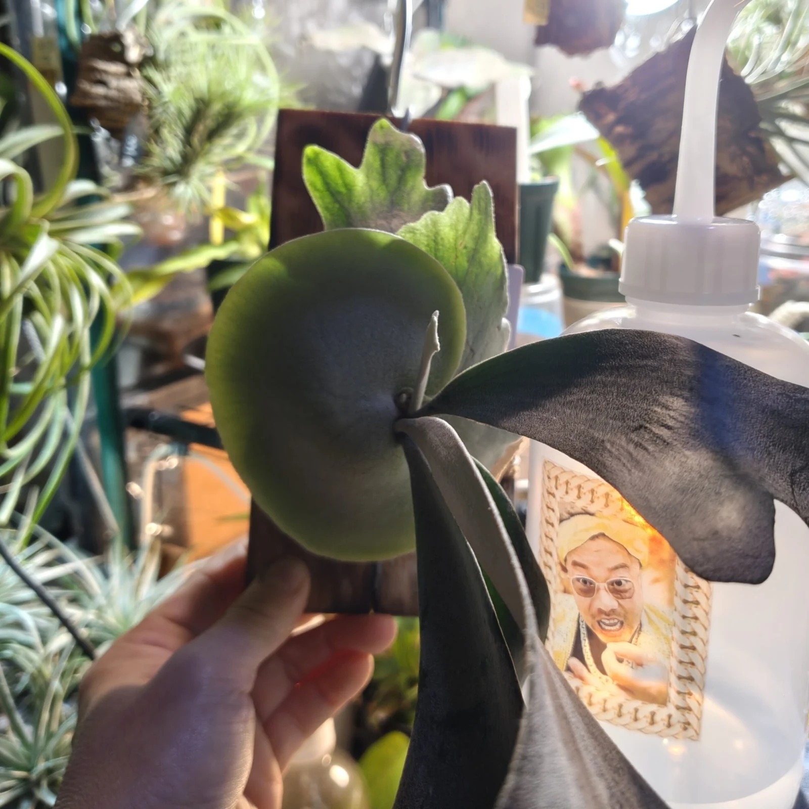 ウィリンキー ドワーフ タツタ