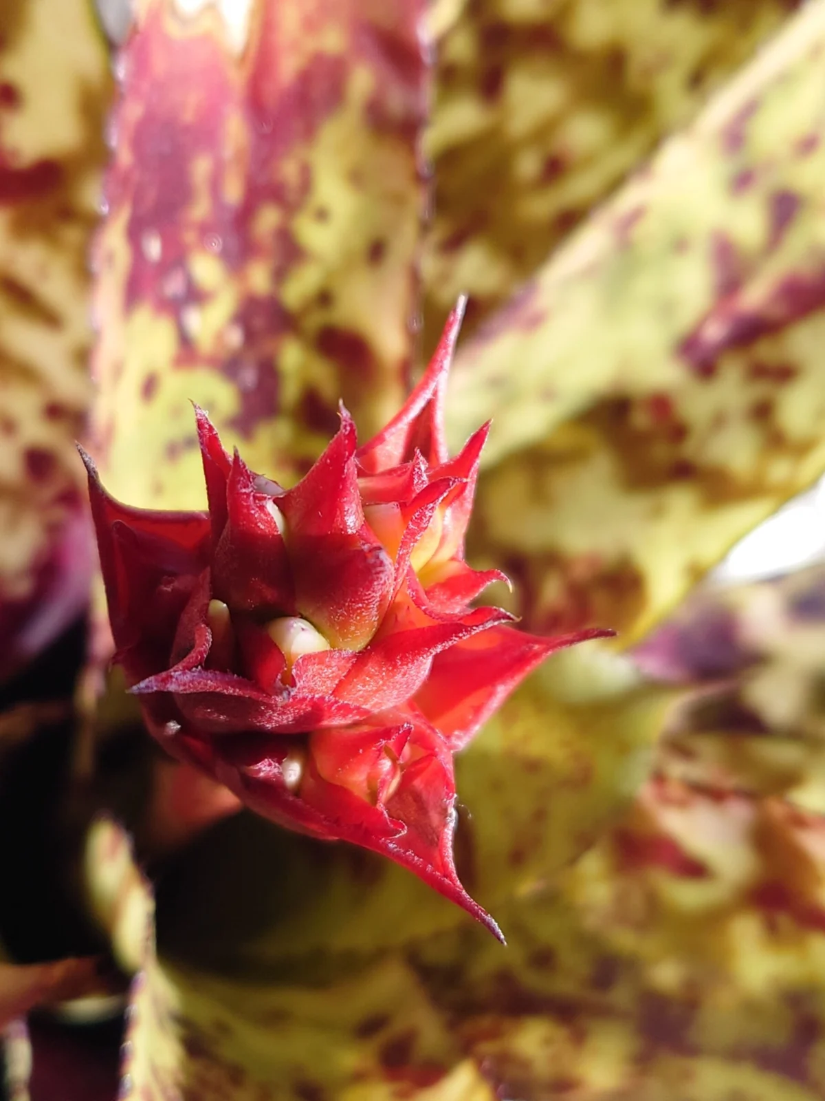 エクメア オーランディアナ レインボー