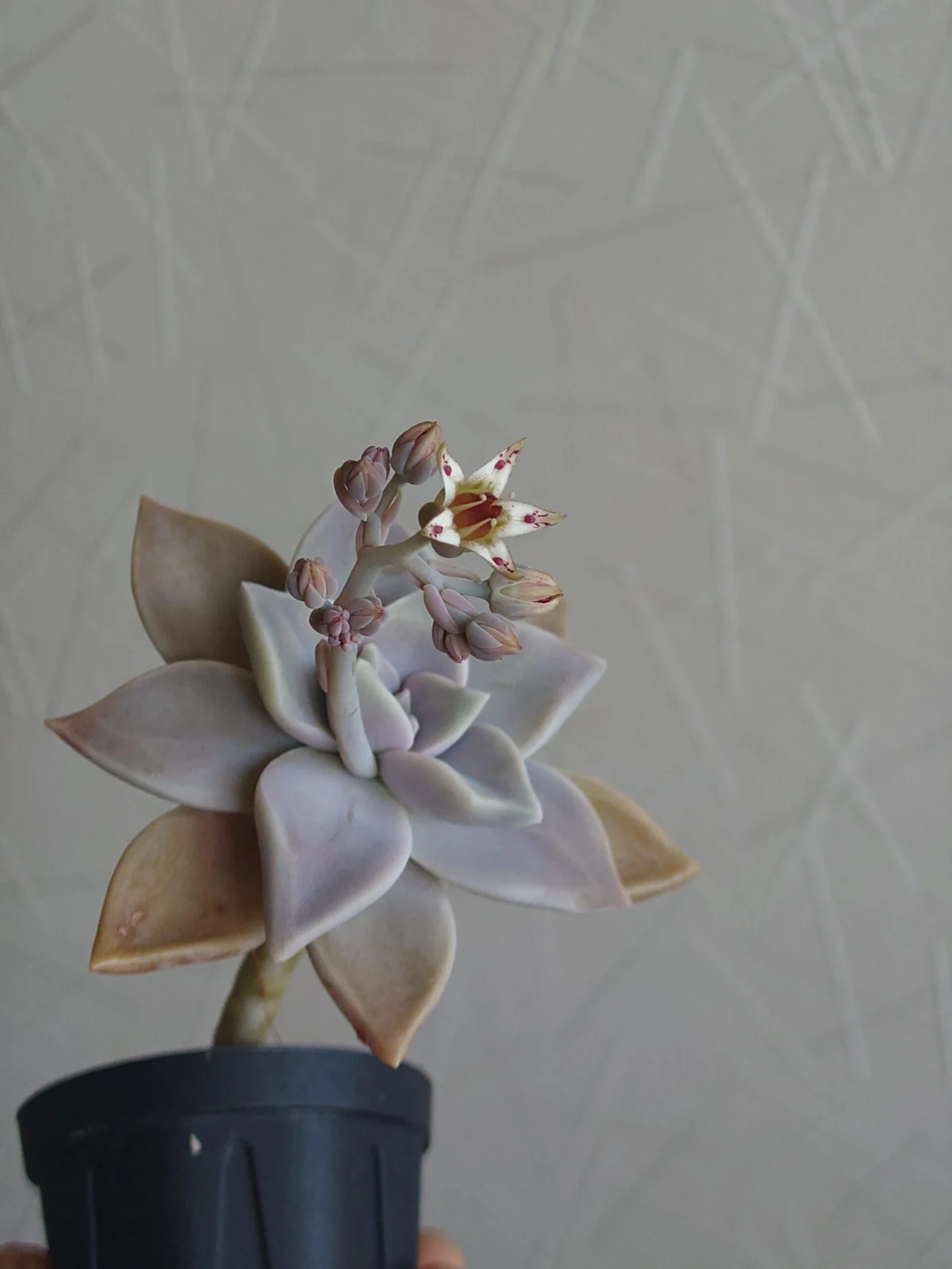 多肉植物 朧月　花