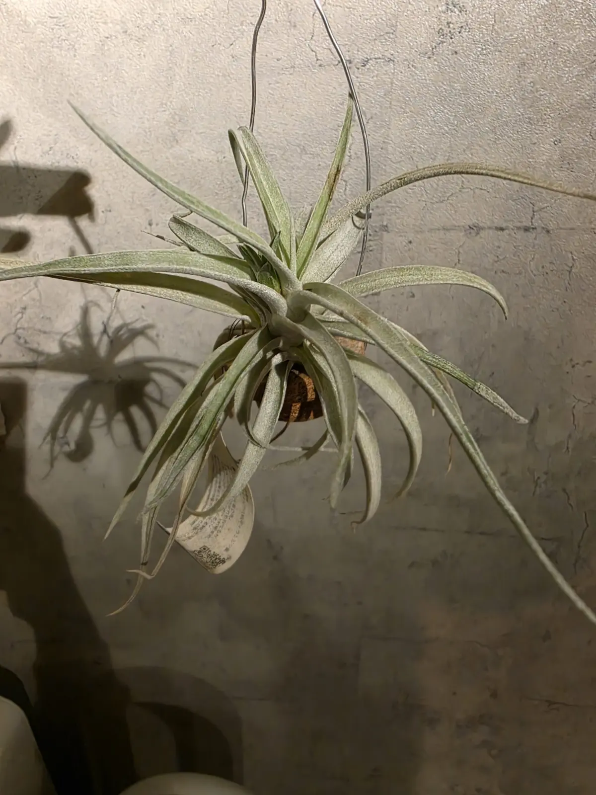 ティランジア ハリシー