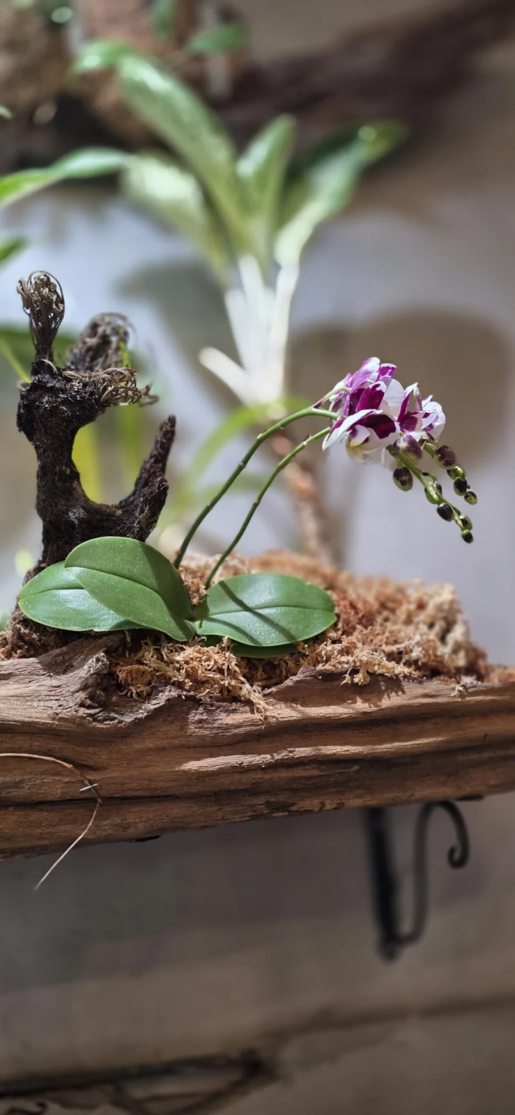 ファレノプシス・オーキッド