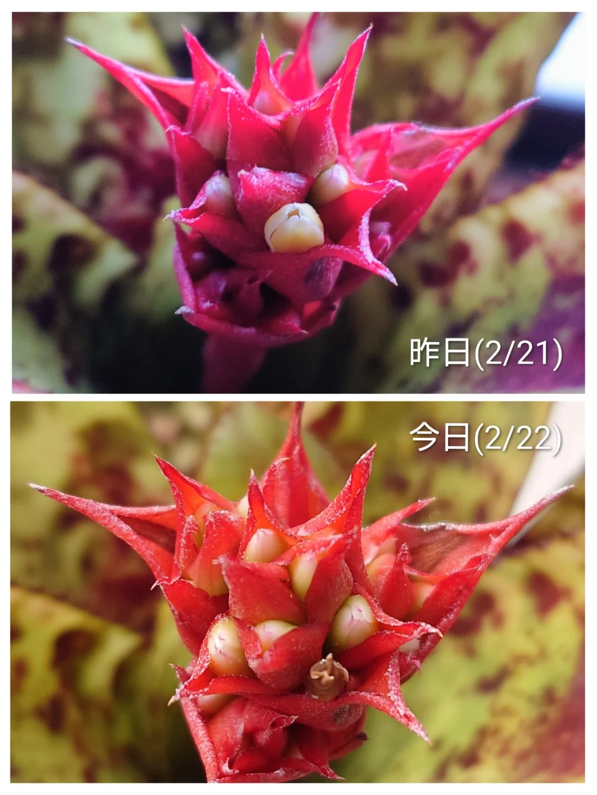 エクメア オーランディアナ レインボー　花 ？