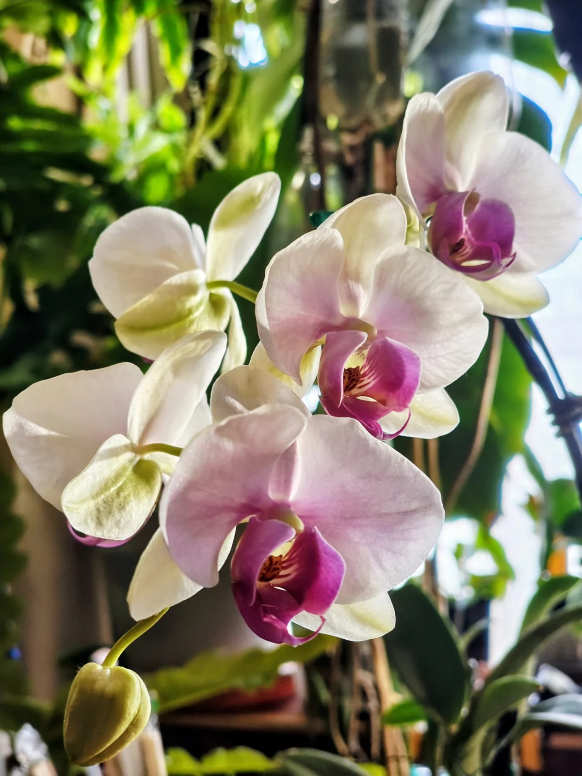 胡蝶蘭 マウントリップ