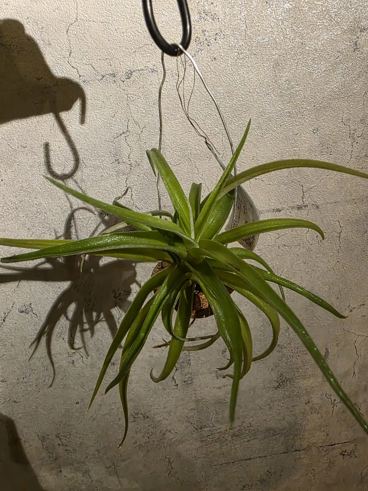 ティランジア ハリシー