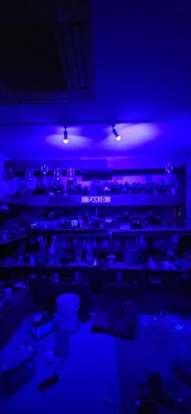 栽培スペース ケイジの植物部屋