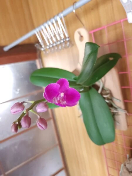 蘭　胡蝶蘭　満天紅