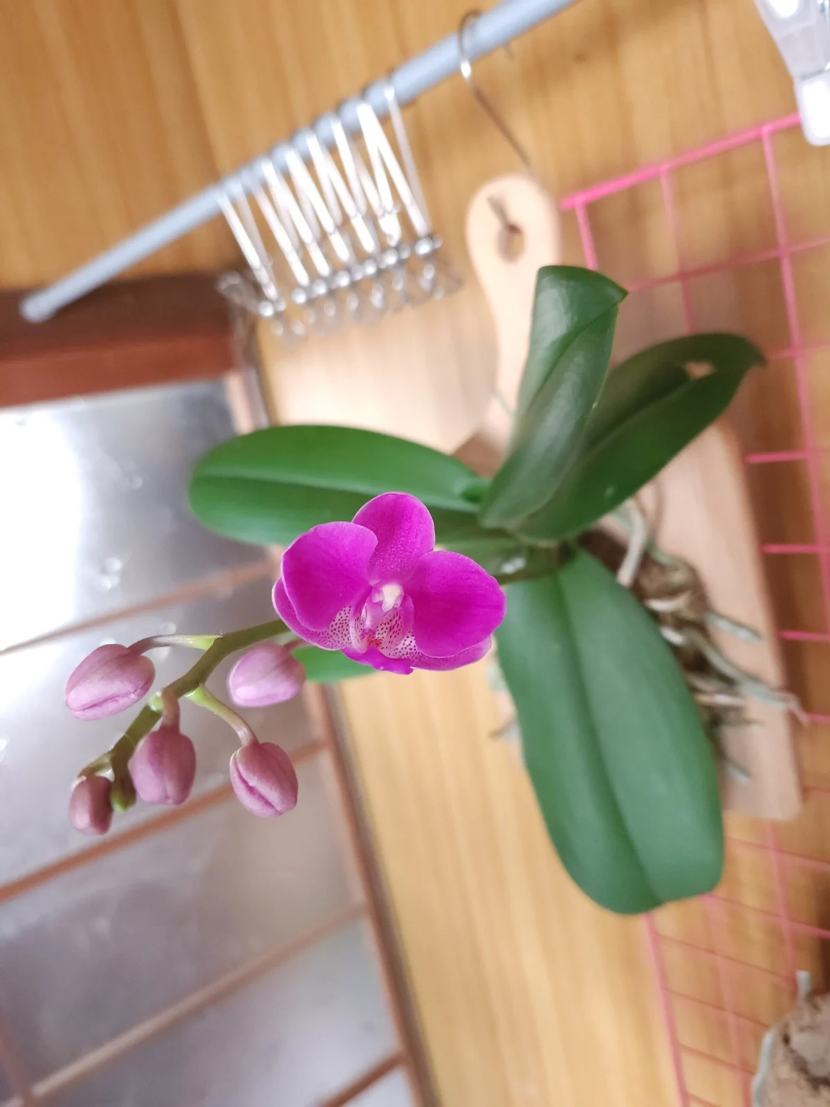 蘭　胡蝶蘭　満天紅