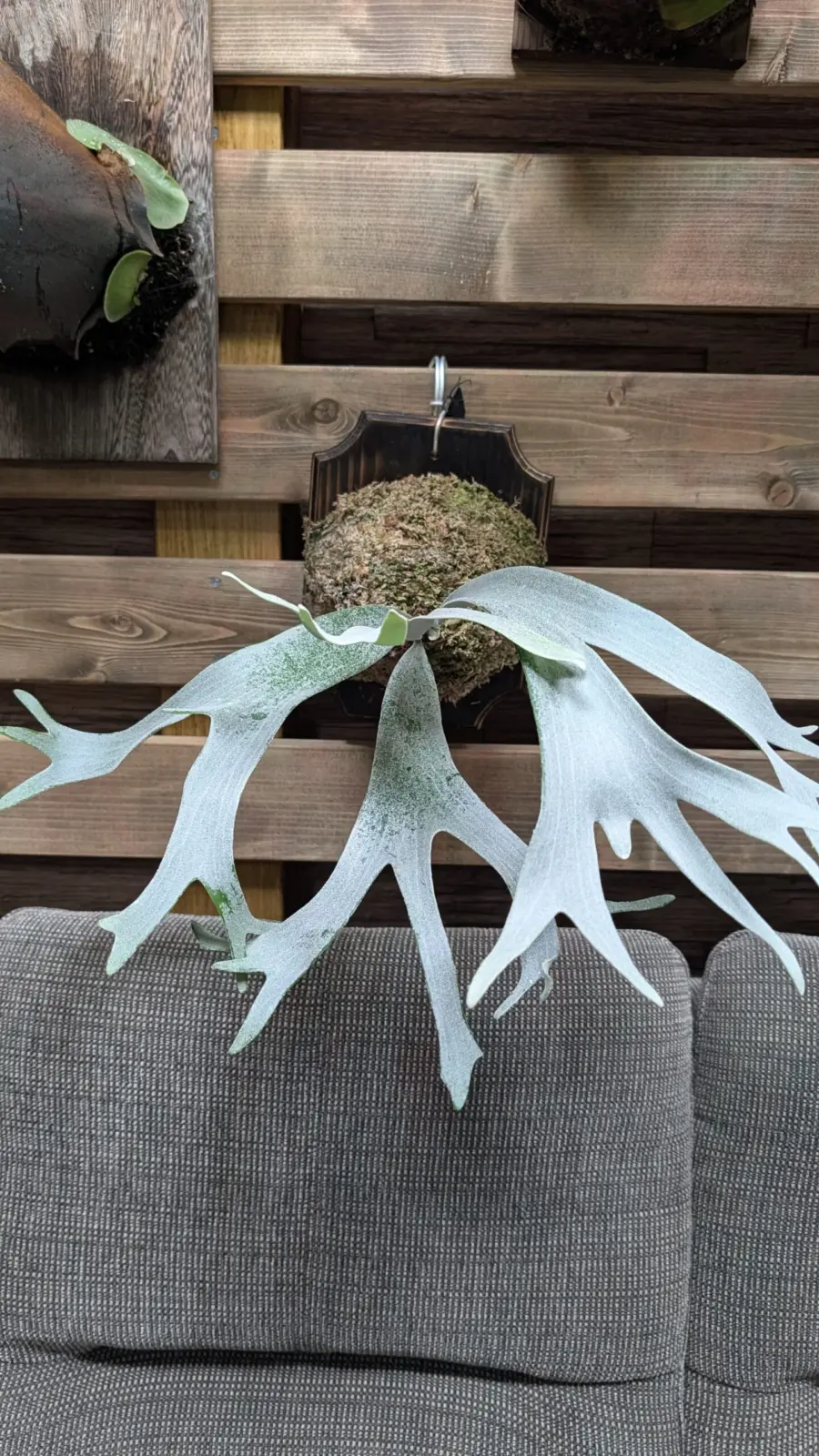 ビカクシダ　GS