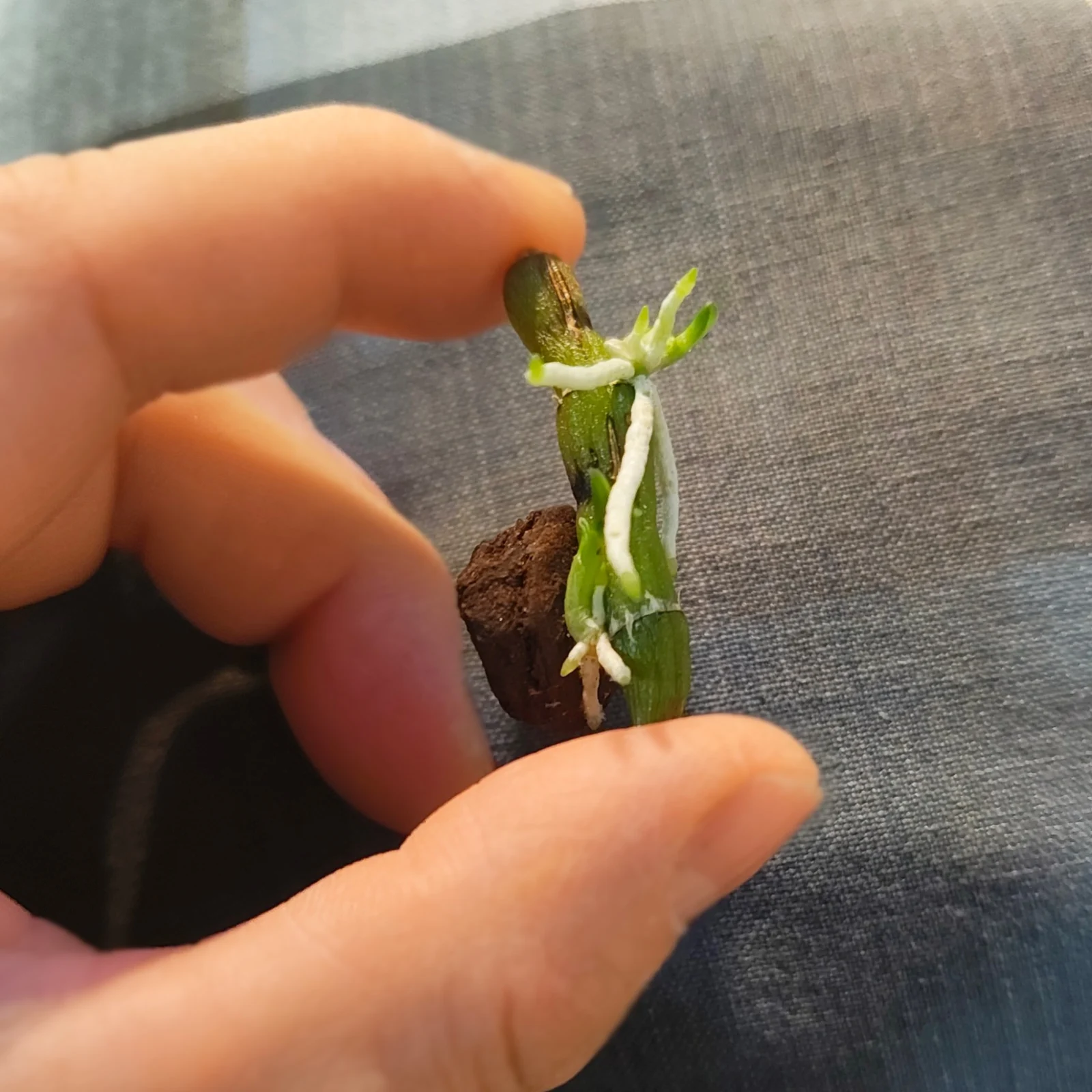 デンドロビウム リセ