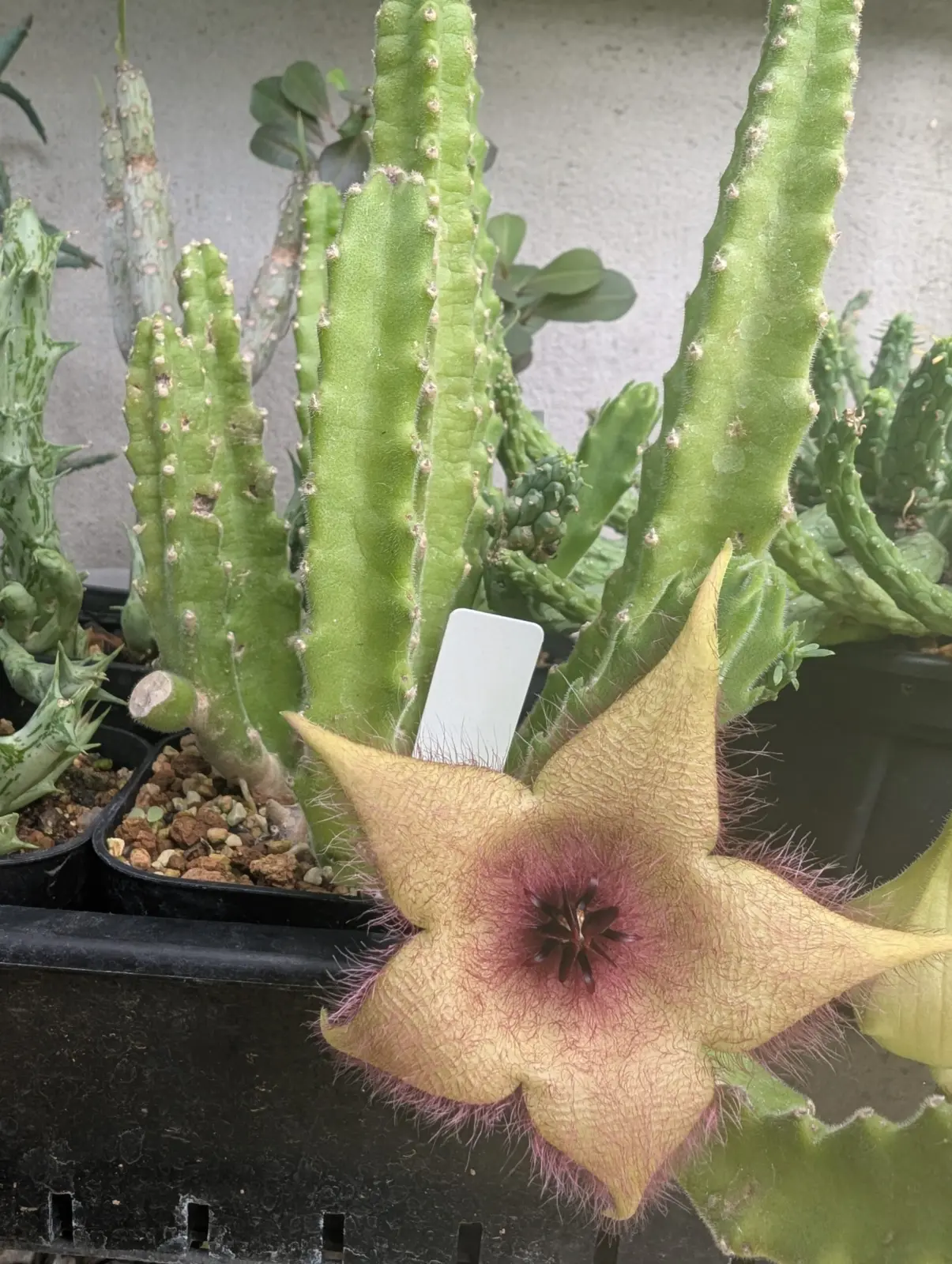 スタペリア　犀角