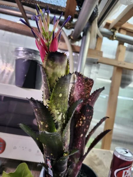 ビルベルギア　オーバージーン　開花