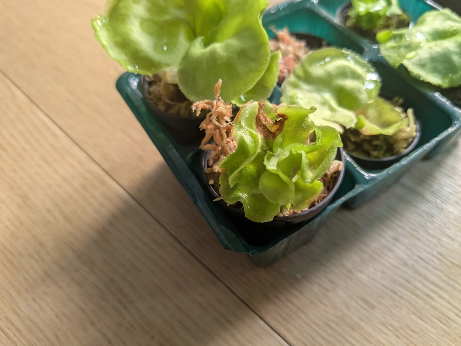 フーンシキ スポア フリフリ