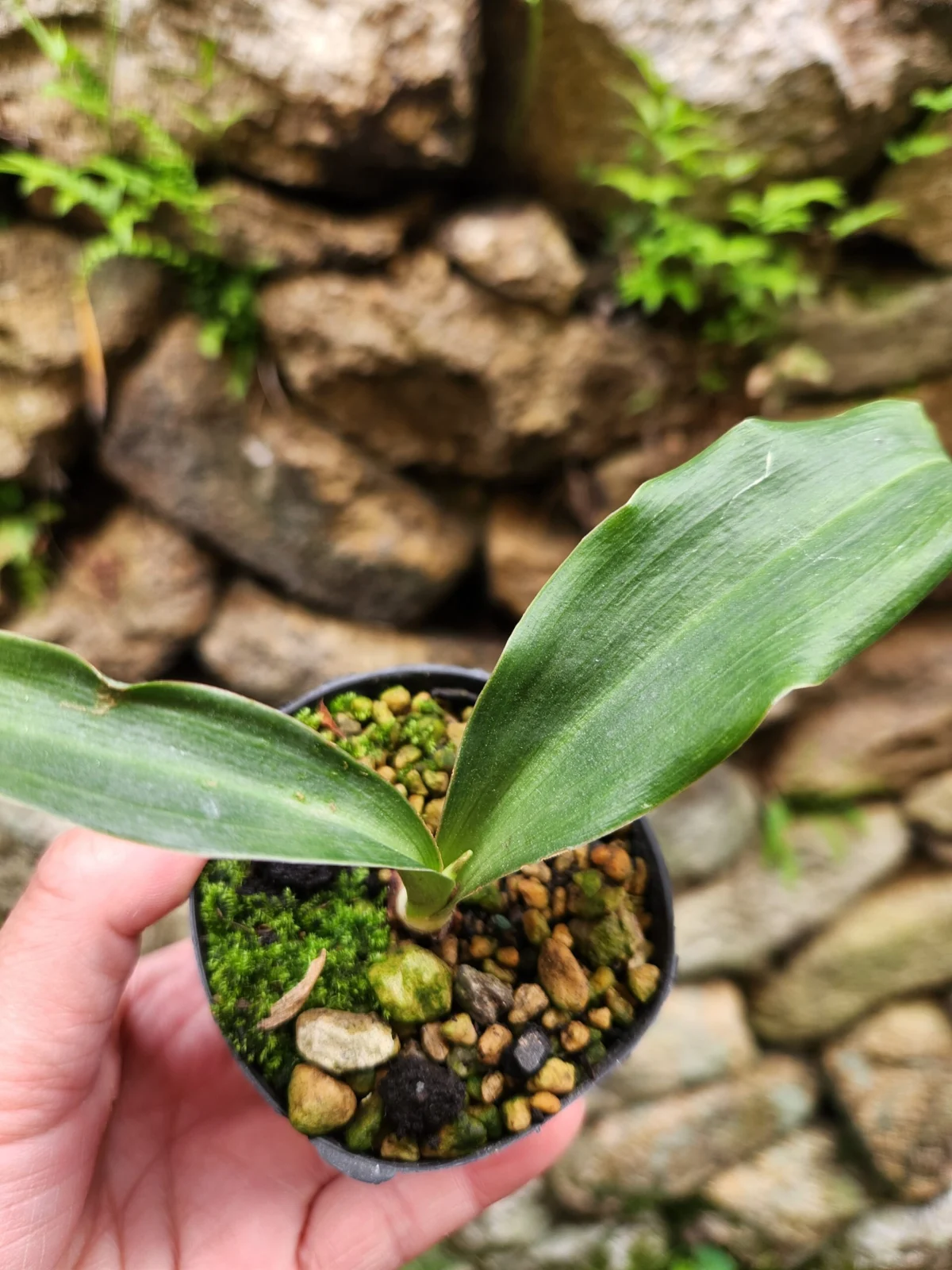 万年青　品種不明