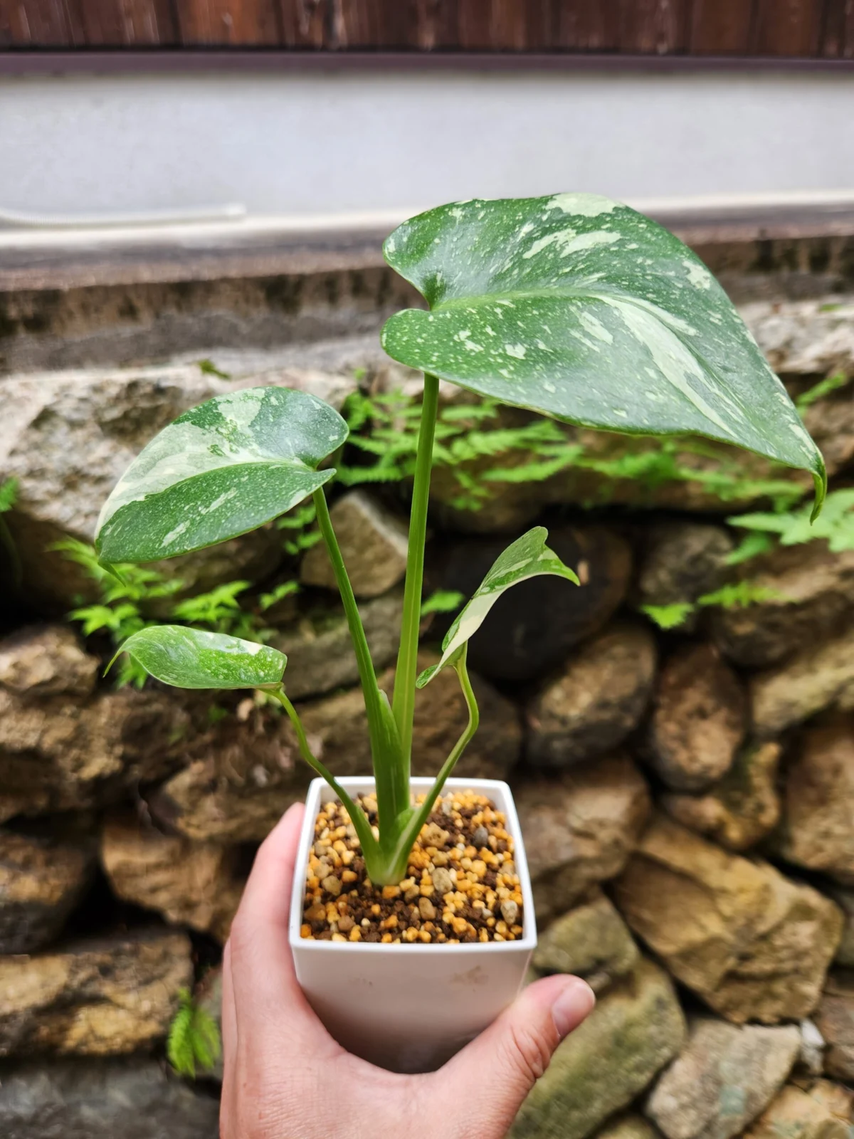 モンステラ　タイコンステレーション