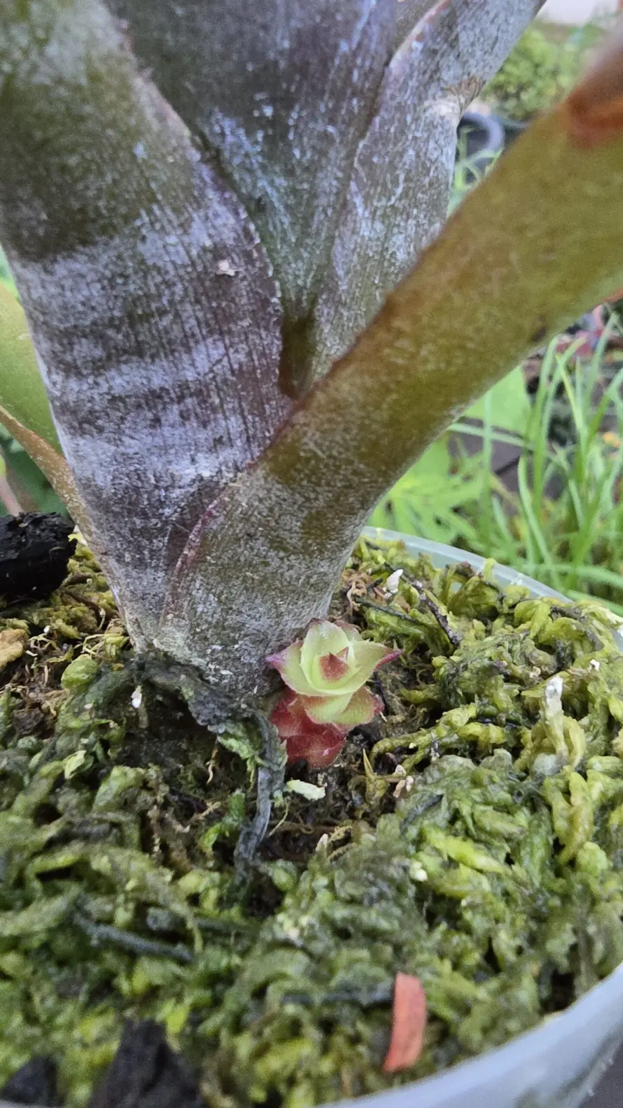 ビルベルギア　ハレルヤ×ダースベイダー　実生