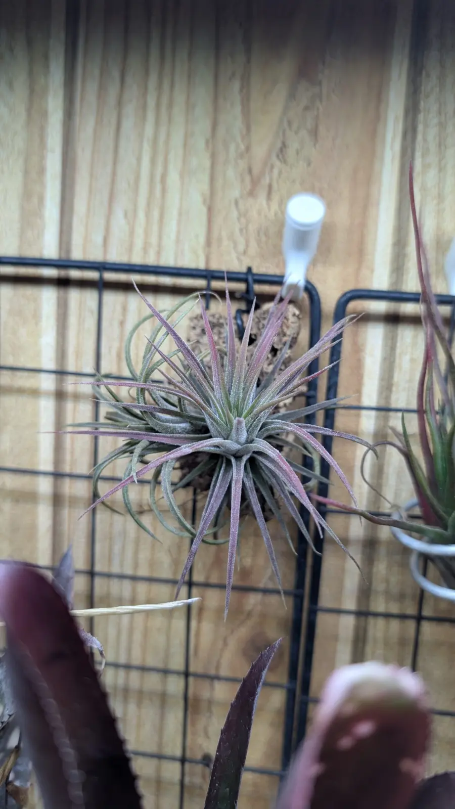 ティランジア イオナンタ マルディグラス