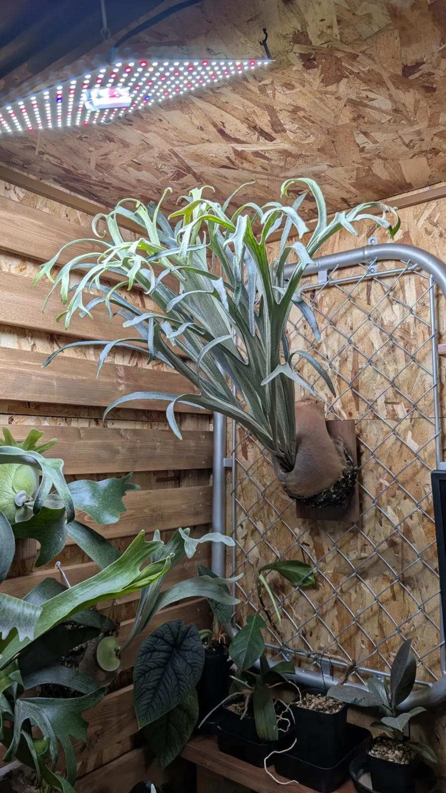 ビカクシダ　キヨヒメ