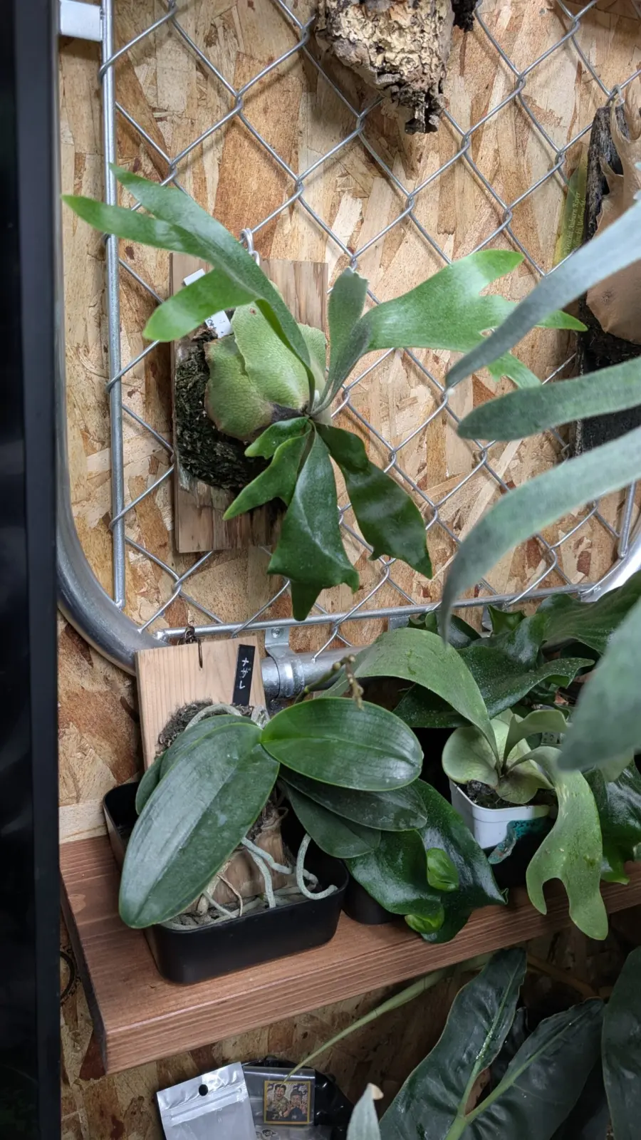 ビカクシダ　ポップコーン