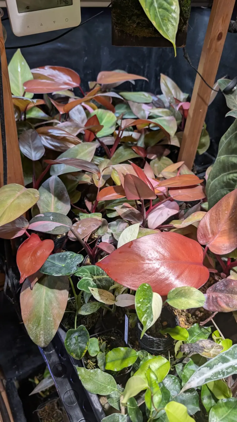 フィロデンドロン　柿色プリンセス