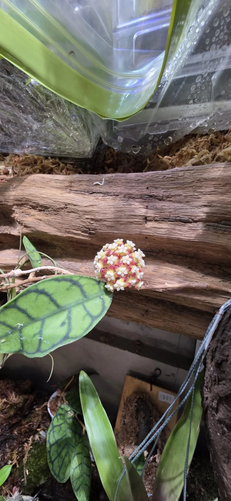 ホヤ カリストフィラ