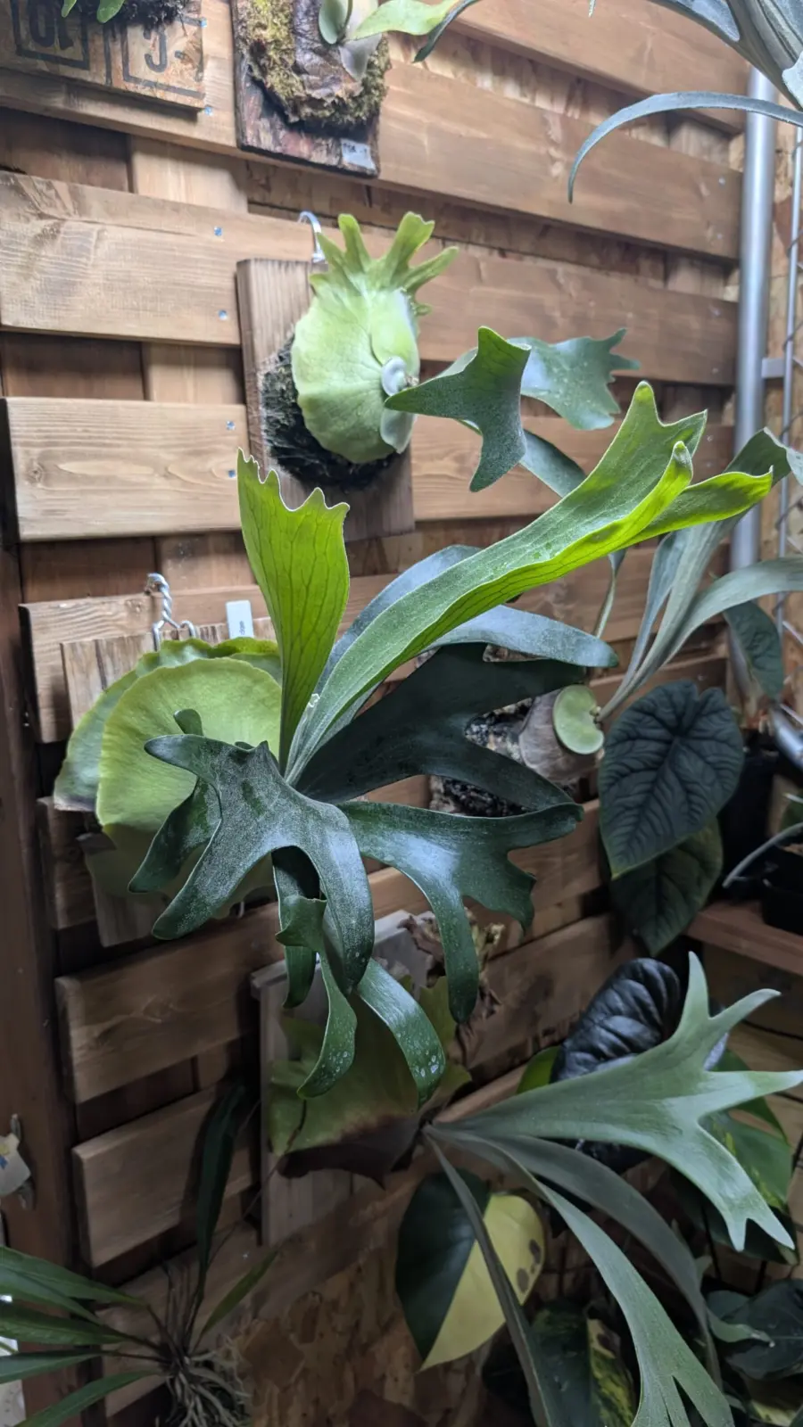 ビカクシダ　タルナッジ