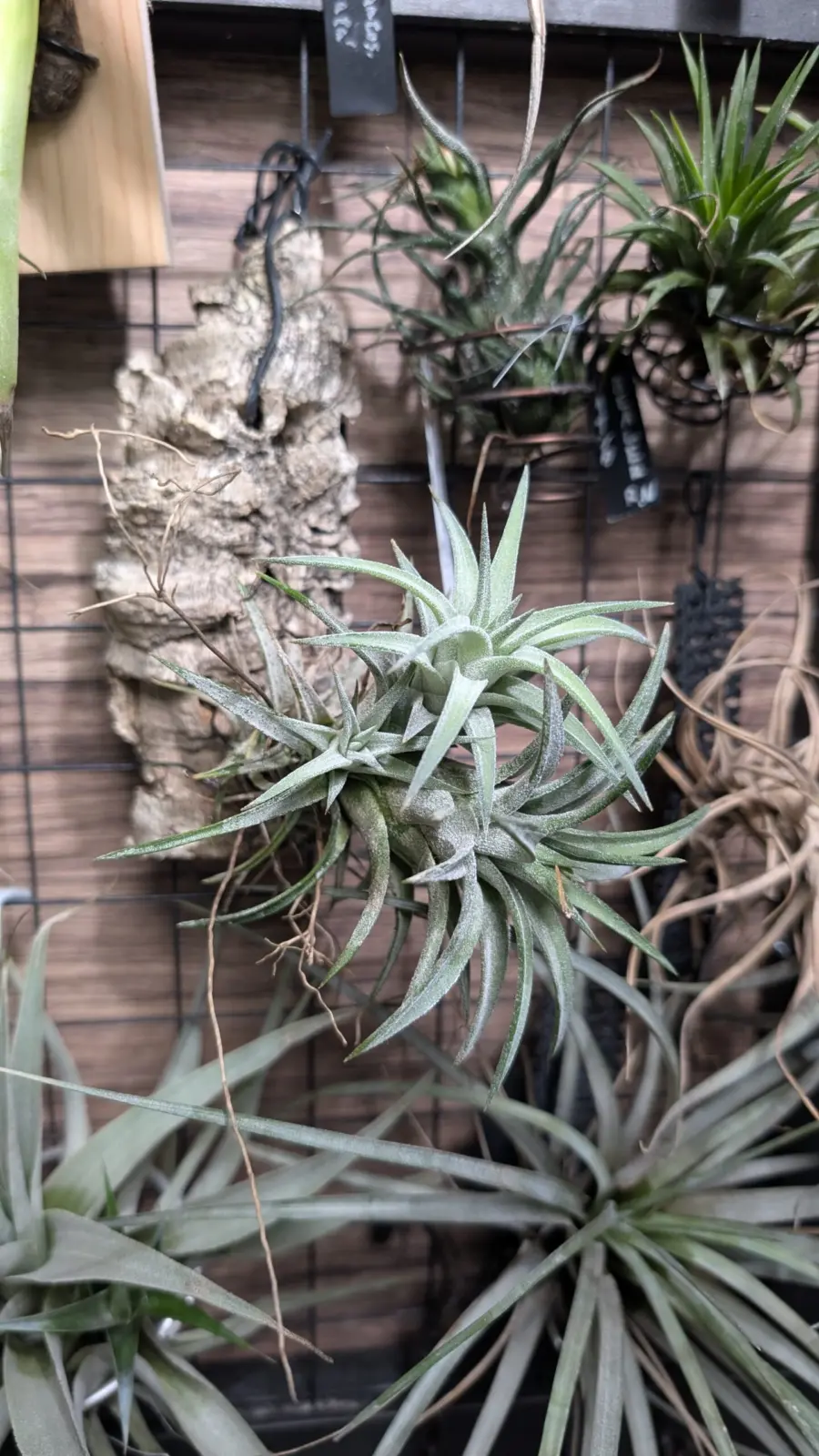 ティランジア イオナンタ バンハイニンギー