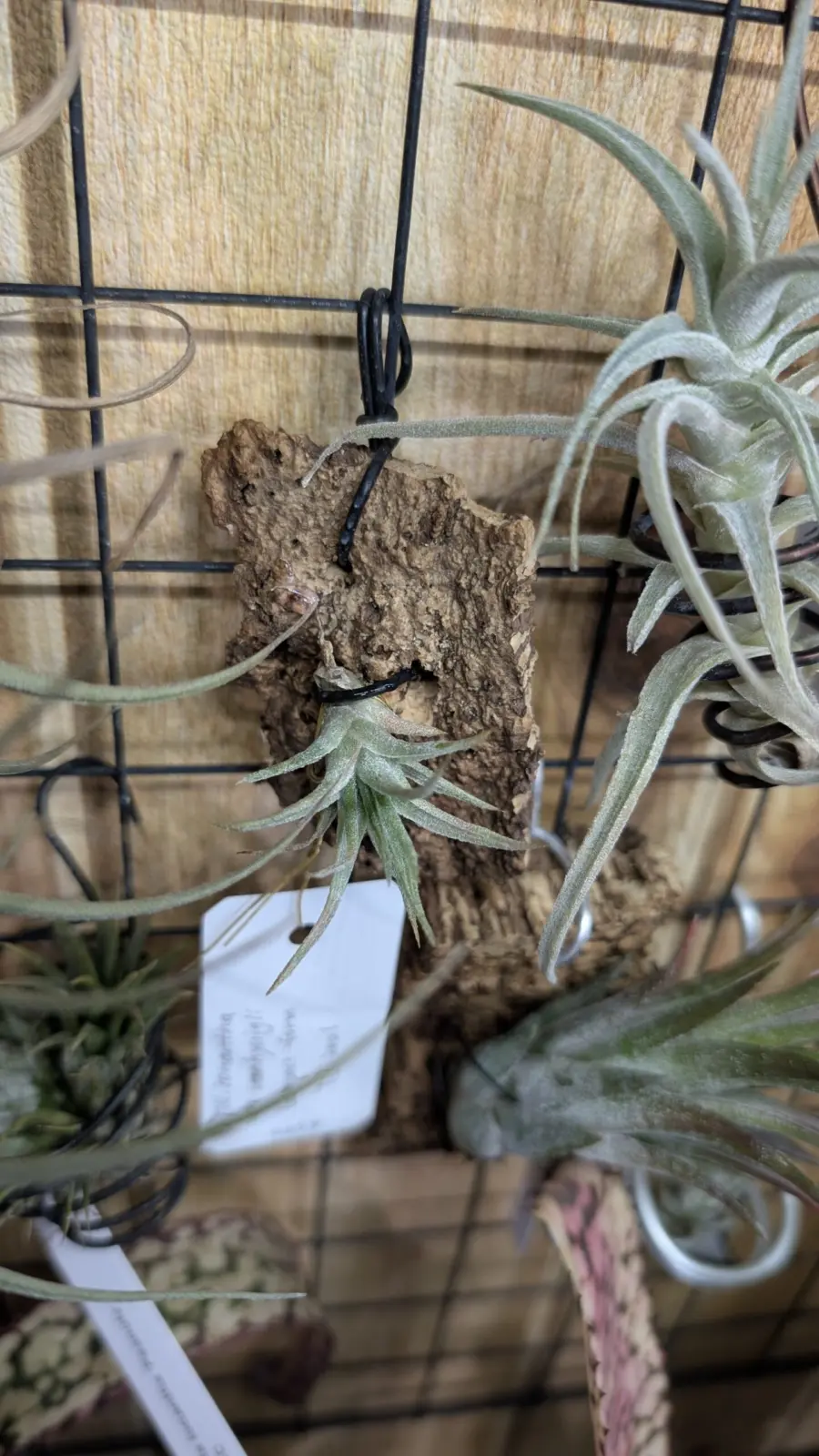 ティランジア　バンハイニンギー　コンパクトフォーム