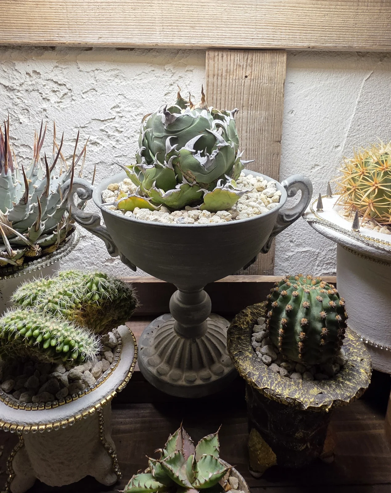 アガベ　チタノタ　ハクゲイ