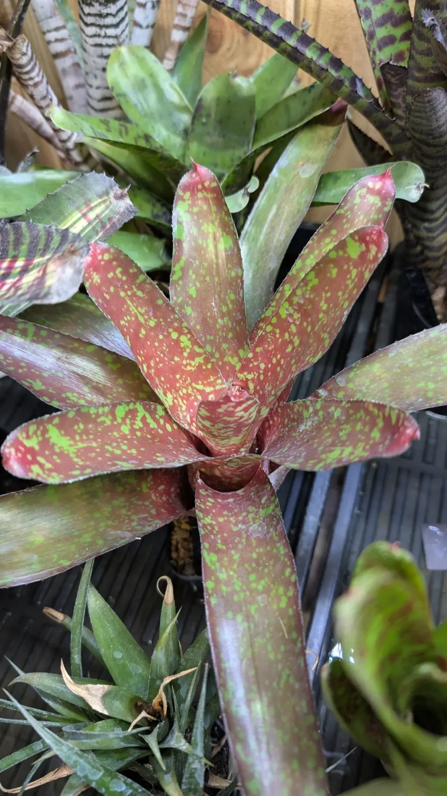 ネオレゲリア ピグレット