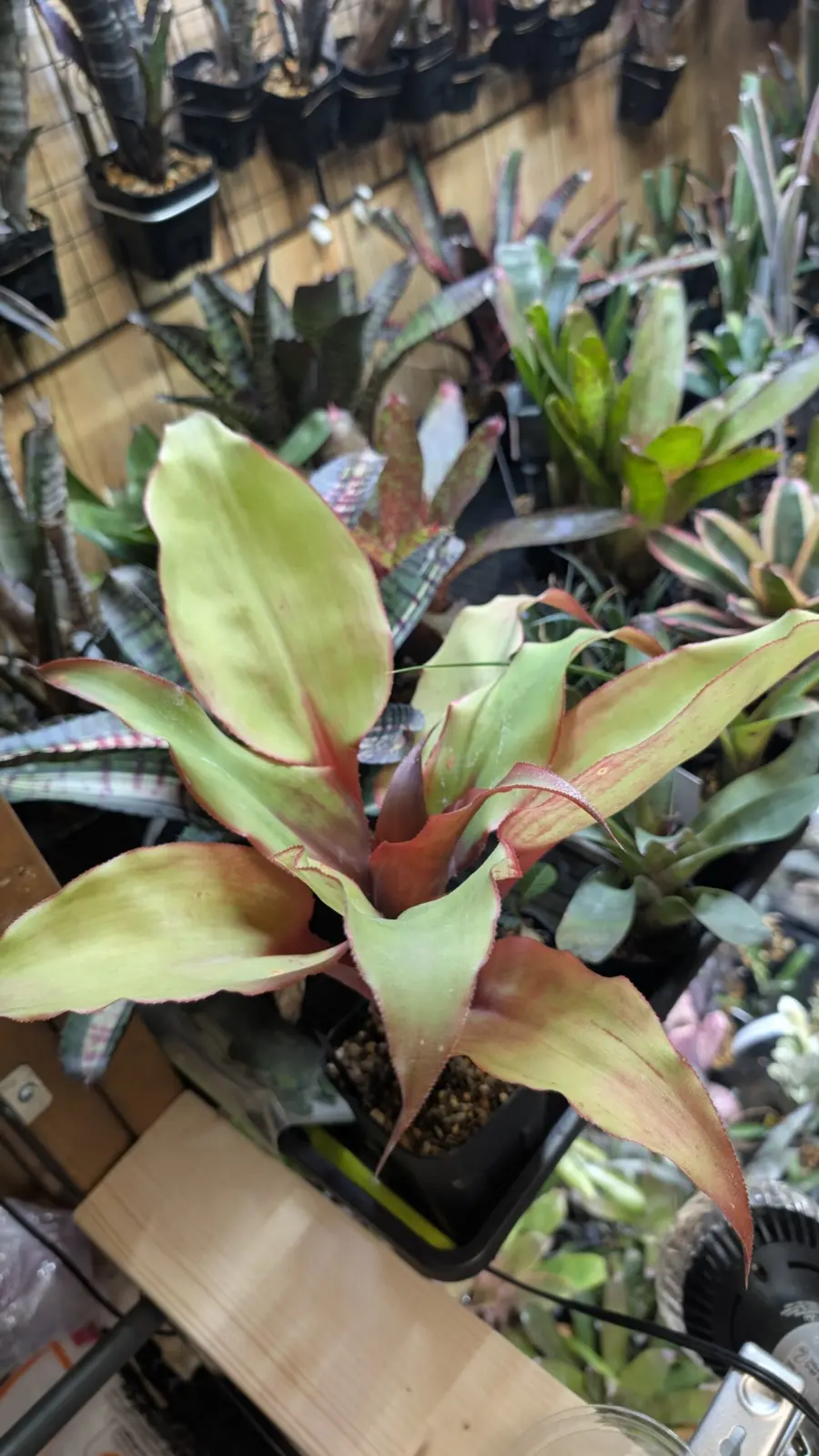 エクメア　タヨエンシス