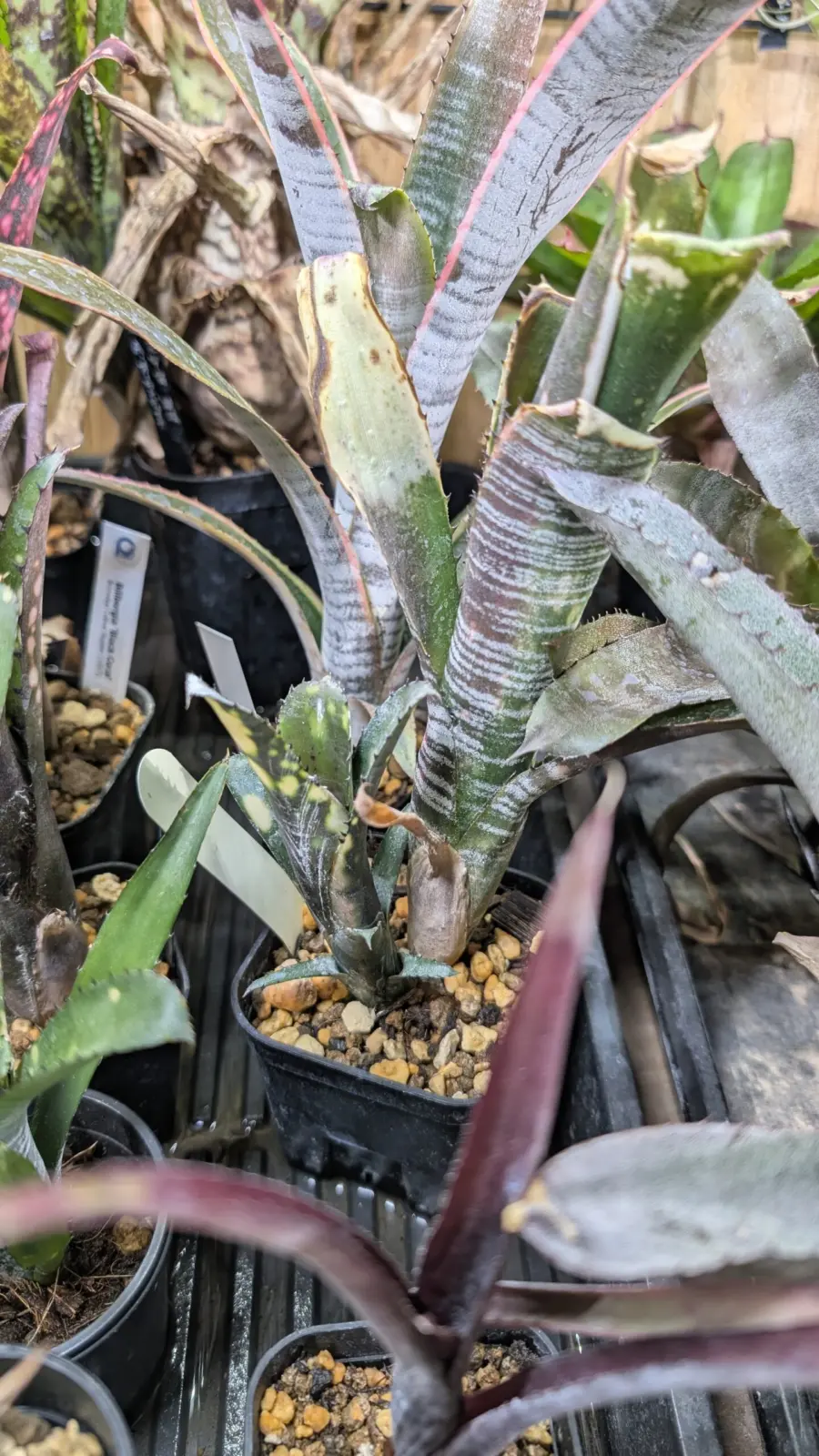 ビルベルギア　ドミンゴスマルティンス